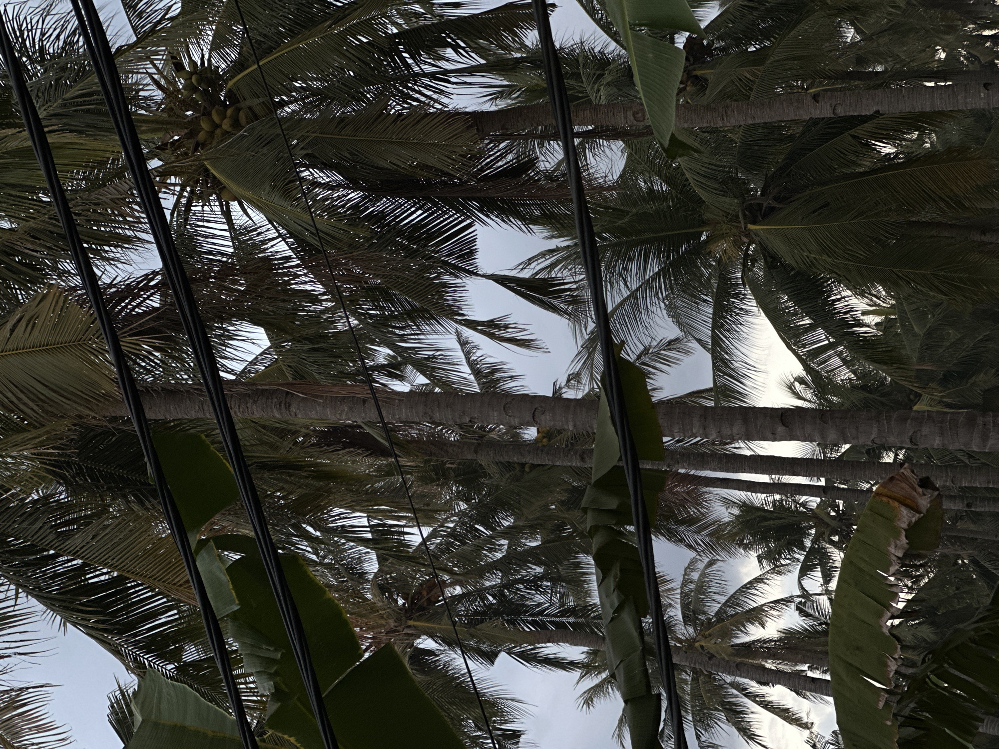 Looking up from a street in Unknown, Indonesia, the scene features tall palm trees, their trunks aligned, reaching towards a pale sky. Dark electrical cables cut across the frame. In the foreground, the broad, green leaves of banana plants overlap the view. The overall composition is dense, with overlapping foliage.