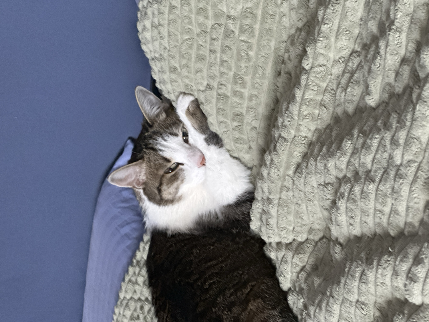 The image features a domestic cat, primarily a tabby and white, lying comfortably indoors. The cat is positioned on a light grey or beige textured blanket with a distinct ribbed or waffle-like pattern, next to a solid blue surface, likely a bed or wall. Its head is slightly tilted, looking directly towards the viewer.
The cat's face is predominantly white around the muzzle and between the eyes, with greyish-brown tabby markings on its forehead, ears, and cheeks. Its chest and underbelly appear white. One of its front paws is gently raised and resting near its head, adding to its relaxed posture. The cat's eyes are partially narrowed, giving it a somewhat sleepy or content expression.
The lighting suggests an indoor setting, possibly in dim or soft light, with no indications of the time of day beyond being inside. There are no specific weather cues. While the location context of Krasnoyarsk, Russia, is provided, the image itself contains no discernible visual cues or landmarks to confirm this geographical detail. No text is visible within the frame. The scene conveys a sense of calm and comfort.