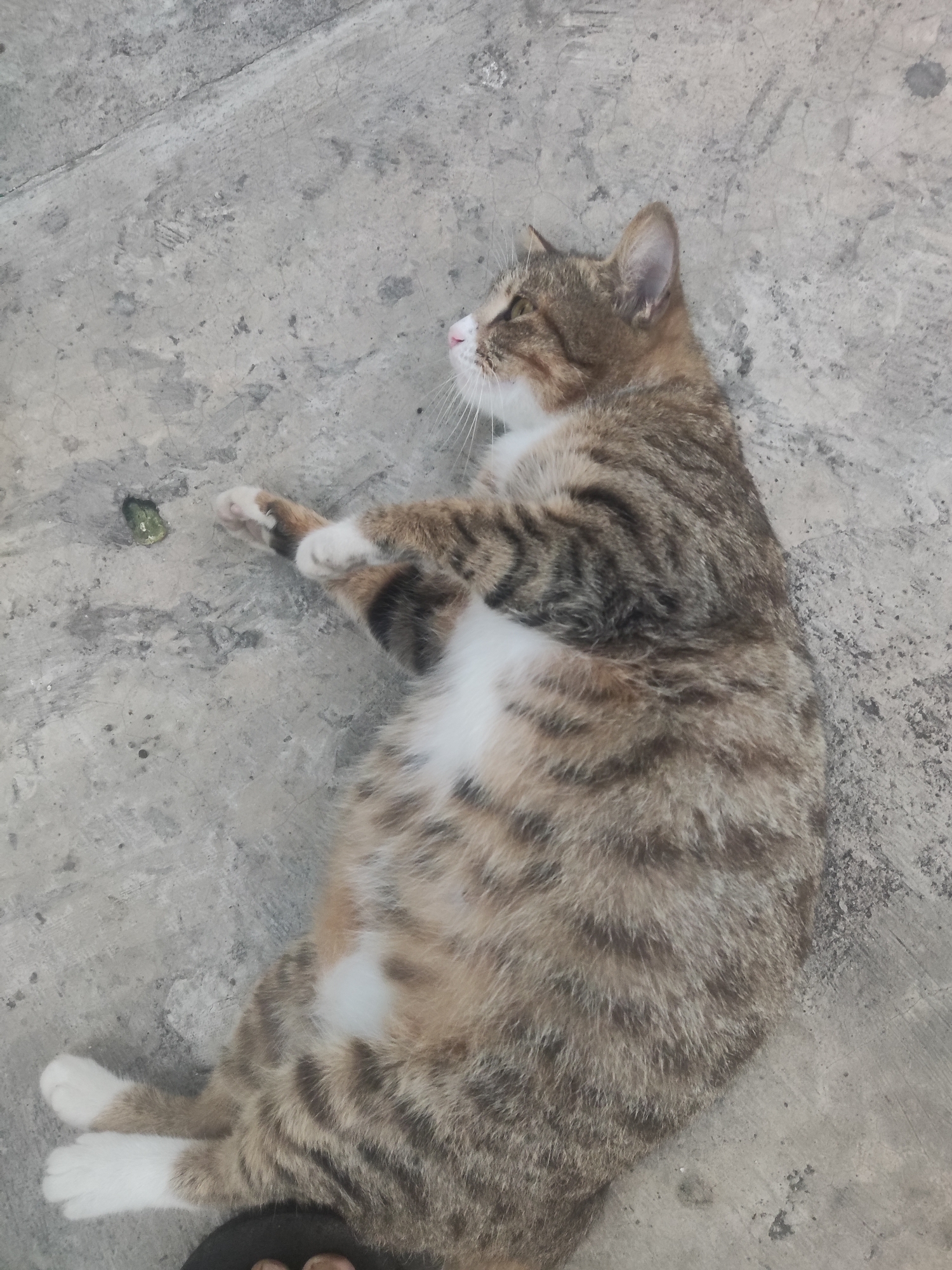 A brown and white tabby cat is lying on its back on a concrete surface in Trihanggo, Indonesia. The cat is looking upwards and to the left, with its front paws crossed. A small, green object is visible on the concrete to the cat's left. The concrete surface appears weathered and cracked, with some scattered debris. The lighting suggests it is daytime.