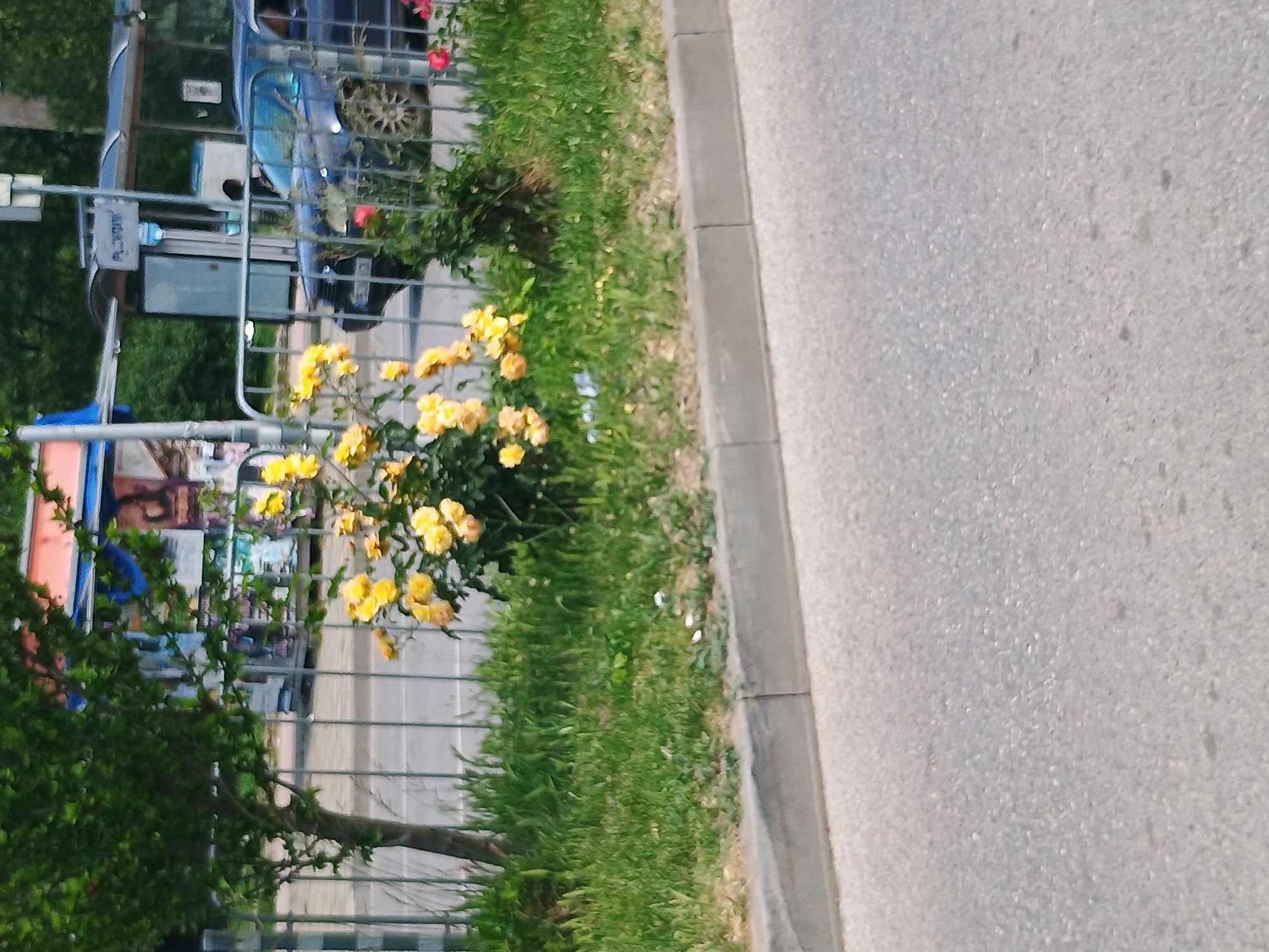 The image depicts a street scene in Unknown, Unknown. A concrete curb separates the asphalt road from a grassy area. A bush with yellow flowers grows along the curb, next to a metal fence. Behind the fence, a car is parked, and a glimpse of a building is visible.