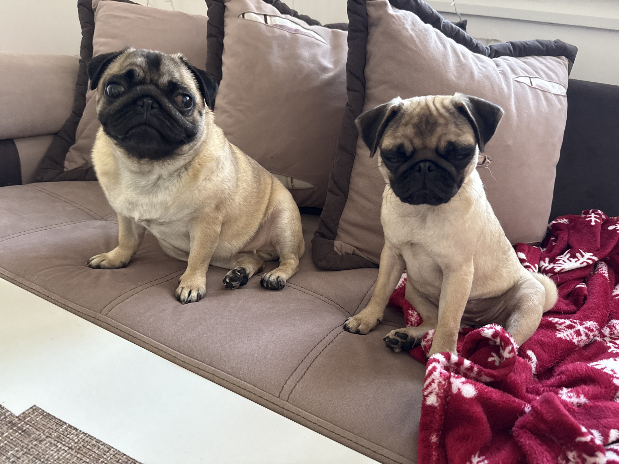 Two pug dogs are sitting on a brown couch in what appears to be a living room. The dog on the left is looking directly at the camera with a slightly worried expression. The dog on the right is looking down and to the left, with its eyes partially closed, seemingly tired or sleepy. A red blanket with white snowflake patterns is draped over the couch to the right of the dog on the right. The couch is adorned with several large, light brown throw pillows with darker brown trim. The background shows a glimpse of a window and wall.