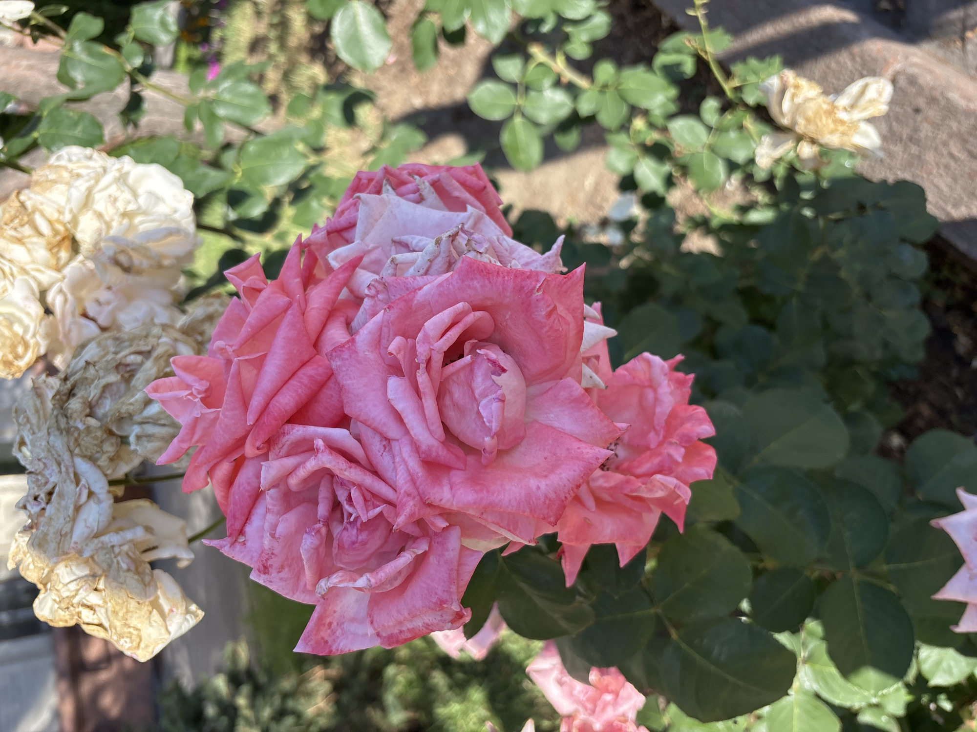 A cluster of pink and white roses is in full bloom, with some petals wilting and browning in the background. The roses are set against a backdrop of lush green foliage and the dappled sunlight suggests an outdoor setting. The image appears to be taken from a medium-close-up perspective, focusing on the textures and colors of the flowers.