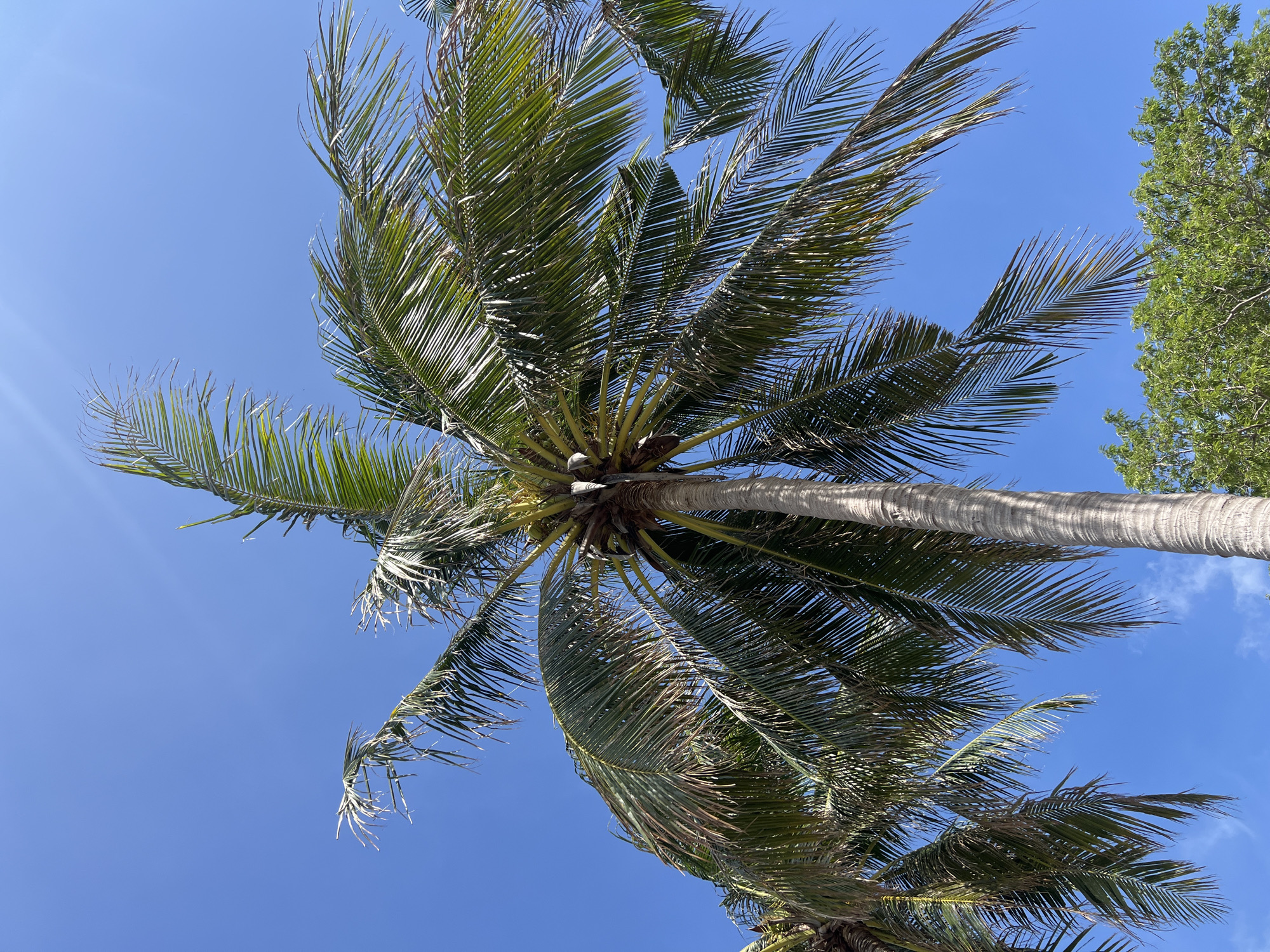 A low-angle shot of a palm tree in Nha Trang Ward, Vietnam, under a bright blue sky. The tree's trunk extends diagonally upward. Fronds radiate from the crown of the tree. Another tree is visible on the right side.