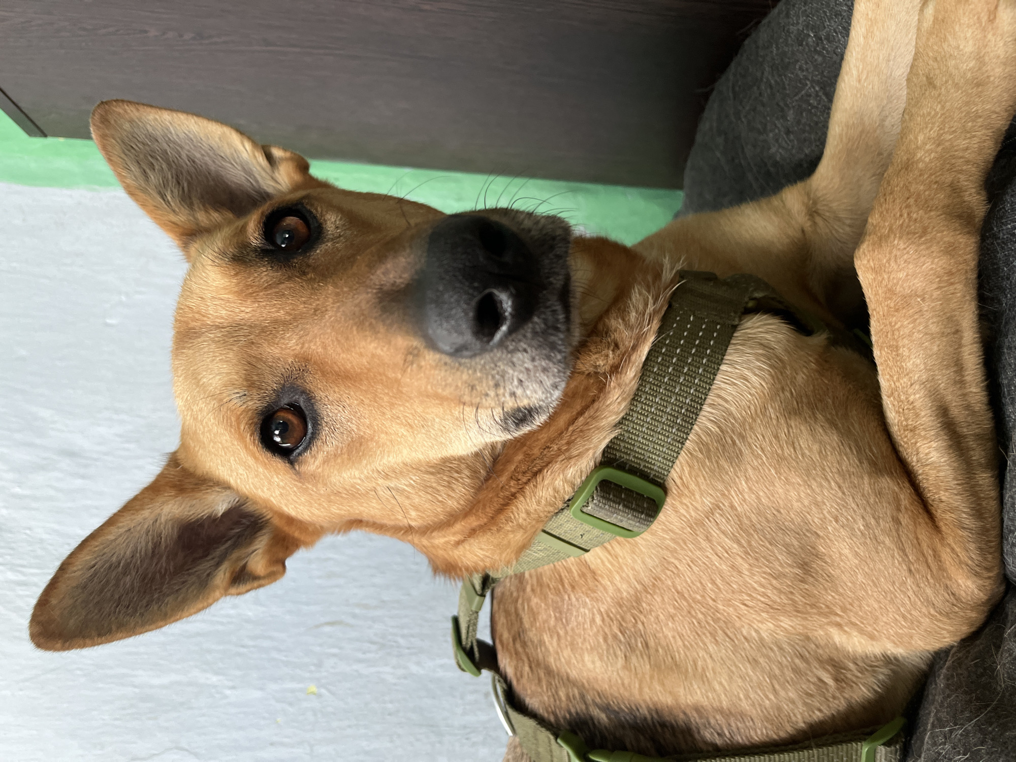 A medium-sized dog with tan fur, large erect ears, and dark brown eyes is looking directly at the camera. The dog is wearing a green tactical harness. It is lying down on a dark gray textured surface. The background is out of focus and consists of a light blue wall and a dark brown vertical surface. The scene is indoors.
