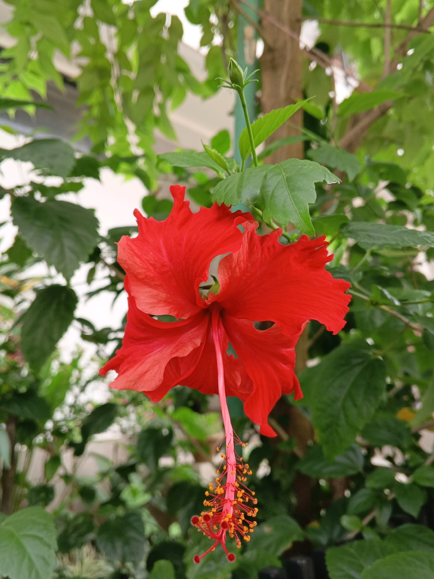 A close-up, eye-level shot captures a vibrant red hibiscus flower in full bloom, its ruffled petals unfurling. The flower's pistil, a long, slender stem with yellow anthers, extends downwards. The background is a lush tapestry of green foliage and tree trunks, suggesting an outdoor setting. The image was taken in Sylhet, Bangladesh, a region known for its abundant natural beauty and tropical flora.