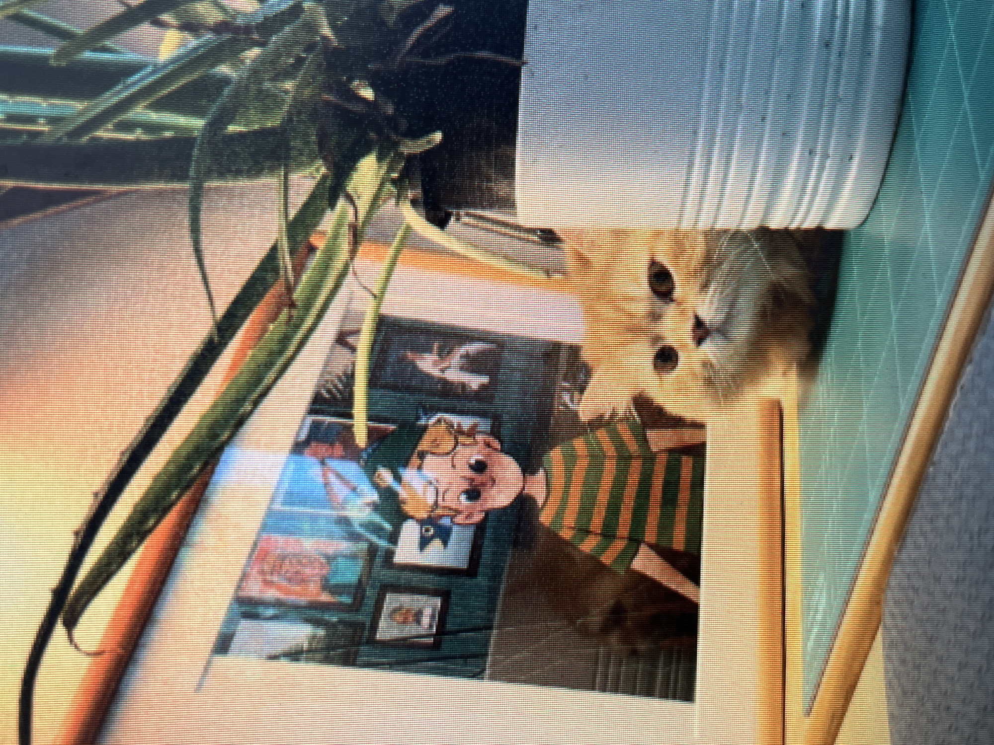 The image shows a framed illustration of a cartoon character with blond hair, large eyes, and a striped shirt, displayed on a shelf. To the right of the illustration, a ginger cat with fluffy fur and large, dark eyes is peeking out from behind a white cylindrical object, possibly a pot. A plant with long, green leaves is visible behind the cat and the cylindrical object. The background consists of a wall with several framed pictures, and a shelf with an orange-colored edge. The overall scene appears to be an indoor setting, possibly a desk or a shelf in a room. The location within the city of Sejahtera, Indonesia is not discernible from the provided image.