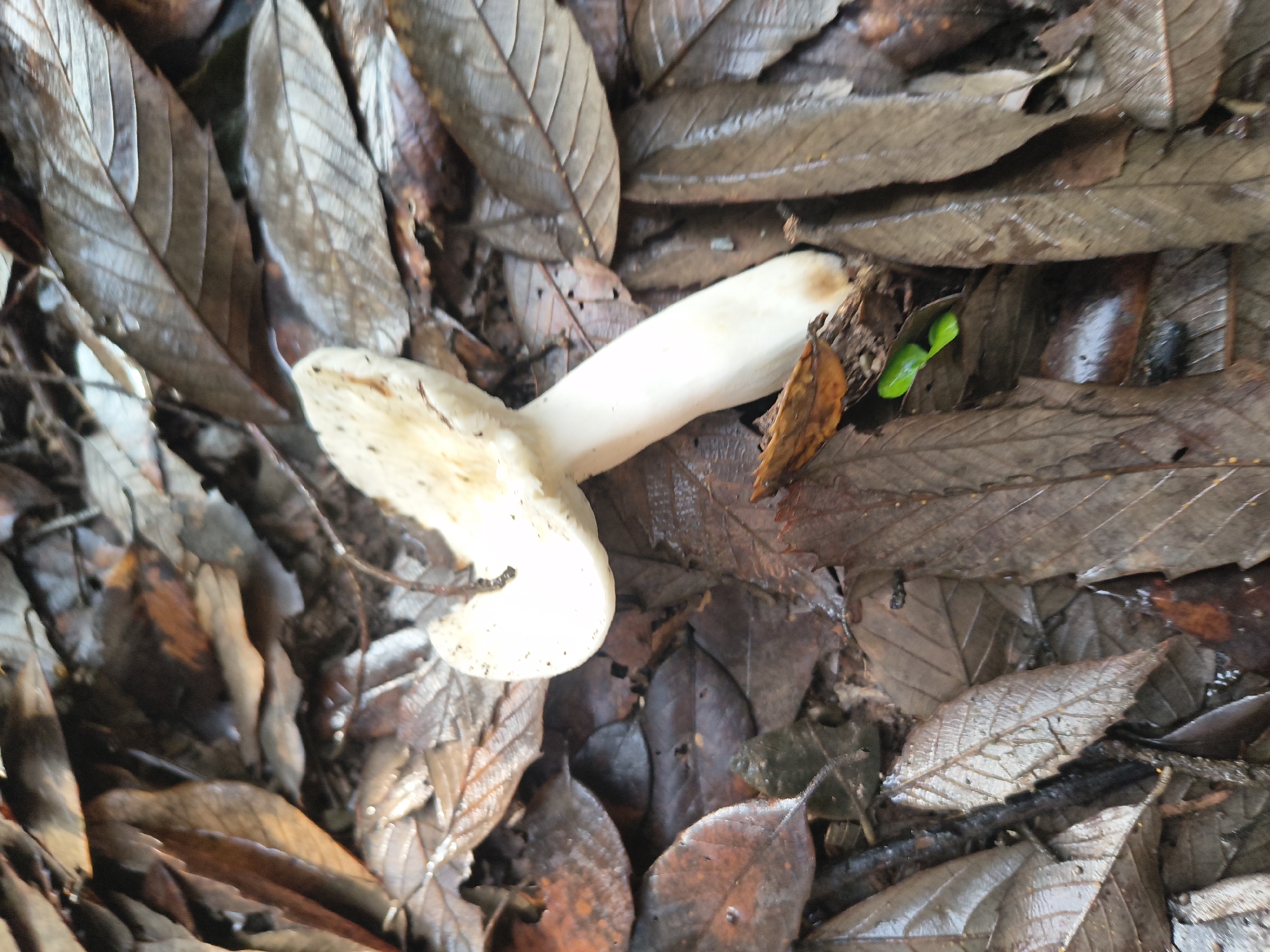 A single, white mushroom stands upright amidst a bed of wet, fallen leaves. The mushroom has a distinct cap and stem. The surrounding environment is a forest floor covered in decaying foliage, with some areas appearing darker and more saturated, indicating moisture. There are no people or any man-made objects visible in the image. The scene appears to be a natural forest setting. The location is specified as Haini, India.