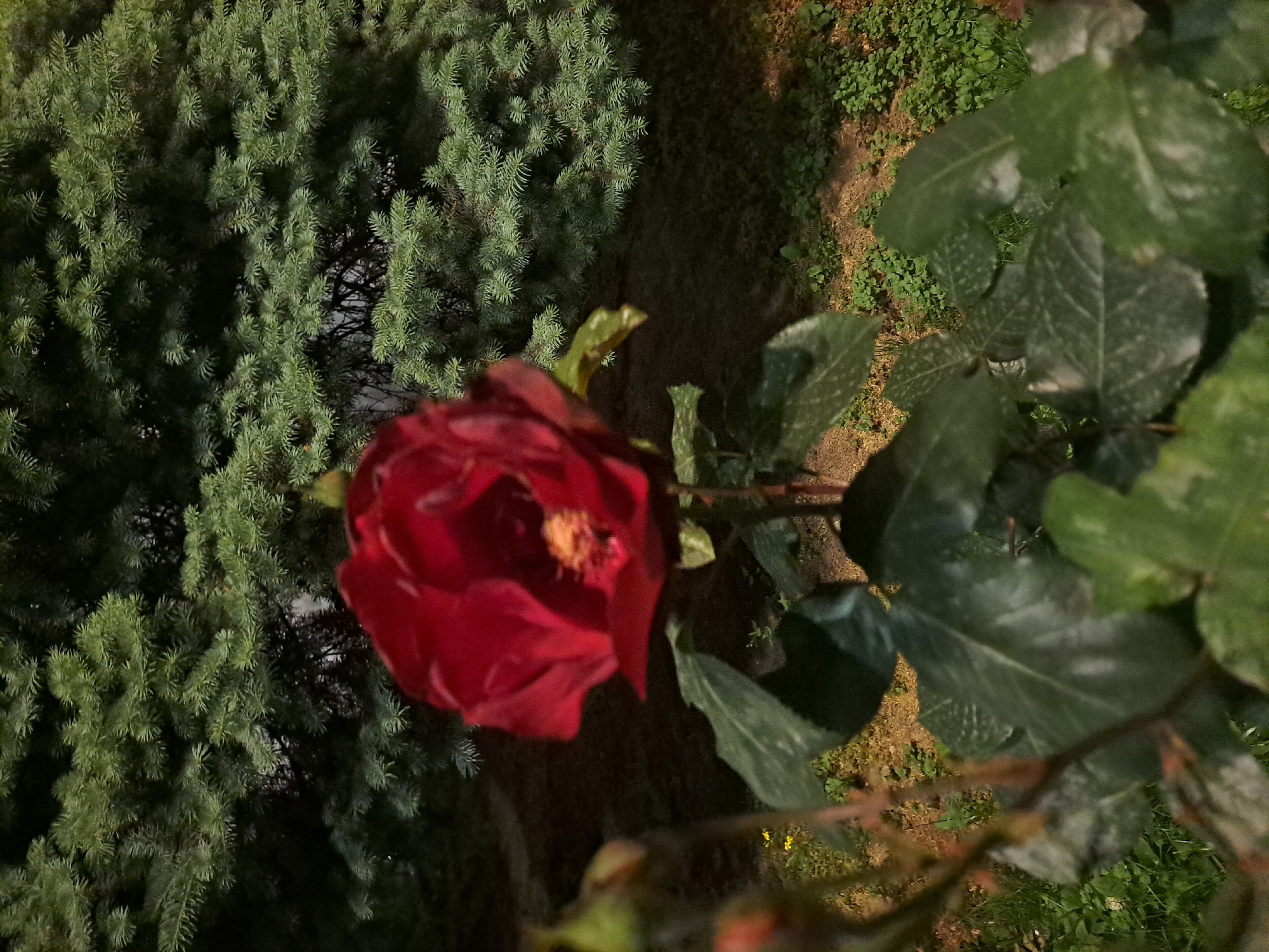 A close-up, slightly angled photograph taken outdoors, depicts a red rose in bloom against a backdrop of greenery. The rose, located in the center-left of the frame, is vibrant and partially open, revealing its inner components. To the left of the rose is a dense evergreen bush, its dark green foliage providing a contrasting texture. To the right, a vine with broad, textured leaves extends, adding depth to the composition. The ground, visible in the background, consists of soil and interspersed patches of grass.
The image lacks explicit indicators to pinpoint the location as Yerevan, Armenia; there are no recognizable landmarks, signs, or cultural elements that would suggest this particular geographical location.