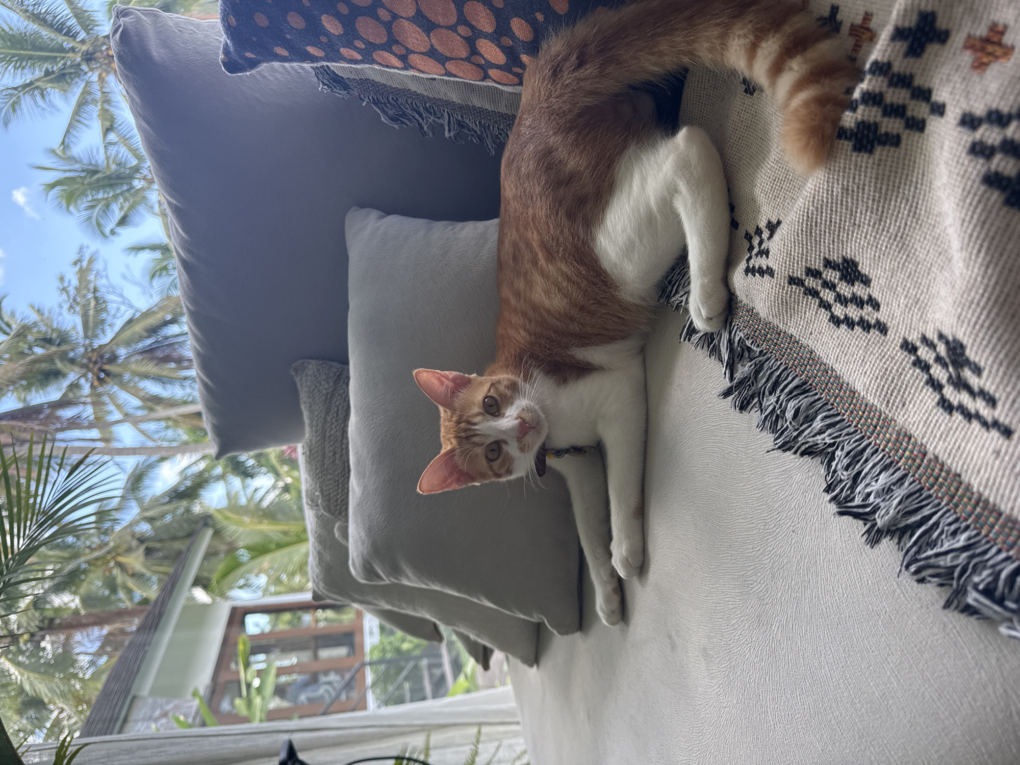 A medium, slightly off-level shot shows an orange and white cat lying on a couch. The cat is positioned facing the camera with its paws extended. The cat is wearing a collar. A woven patterned throw blanket is draped over the couch. Several gray pillows are stacked behind the cat. Outside of a window, tropical palm trees are visible against a partly cloudy blue sky. Based on the setting, this photo was taken in the city of Mas, Indonesia.
