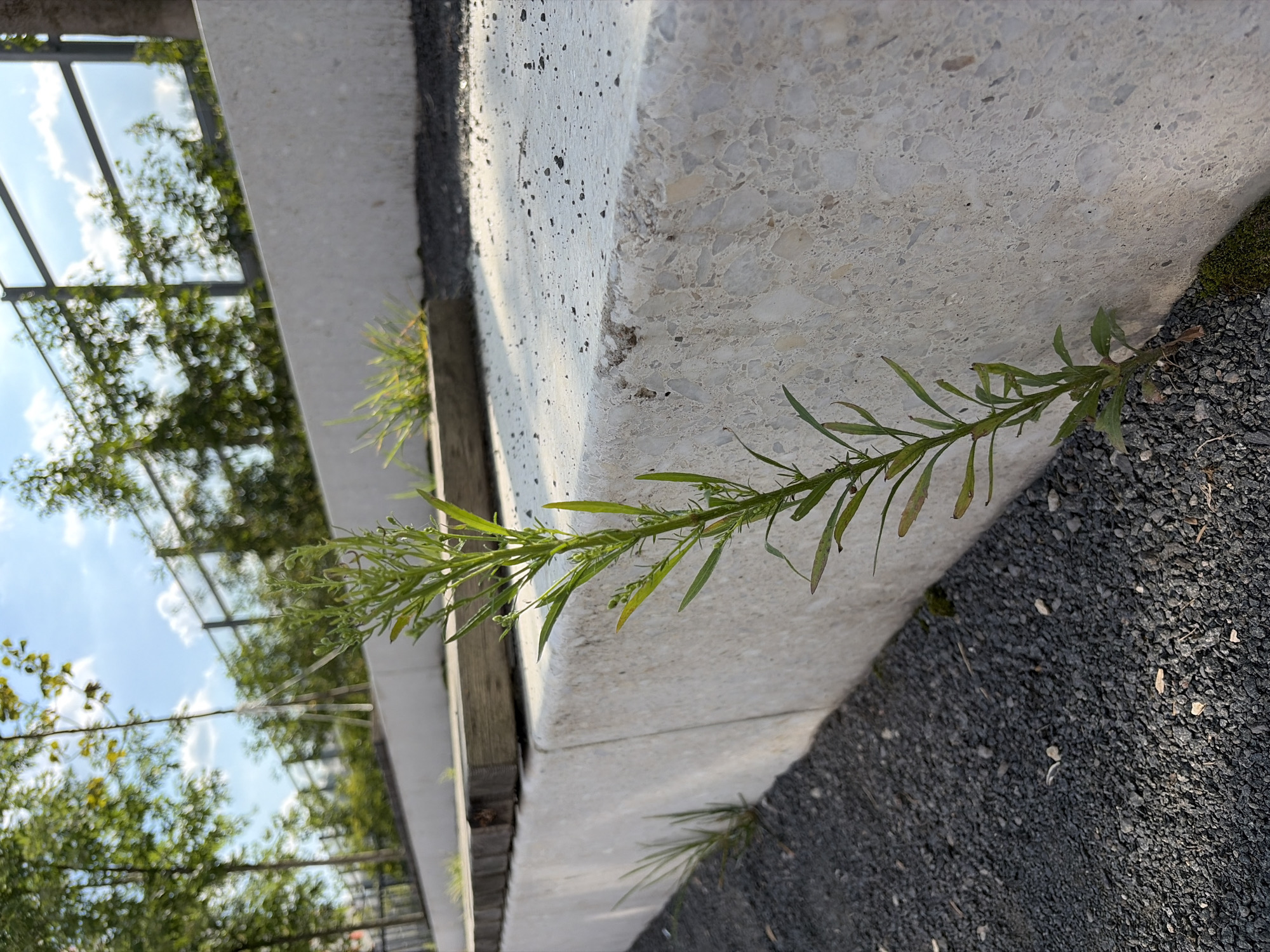 The image shows a close-up view of a concrete structure with a plant growing out of the gravel at its base. The concrete appears to be a light color with aggregate visible. The plant is a slender green herb with small leaves and budding flowers. In the background, there are trees and a fence under a blue sky with some clouds. The scene appears to be an outdoor public space. The location is identified as Kotelniki, Russia.