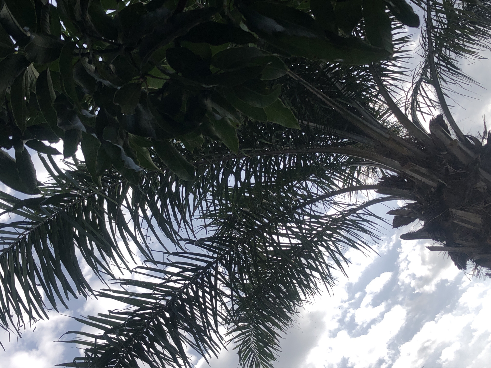 An upward-facing, medium shot captures the fronds of a palm tree silhouetted against a cloudy sky. The palm tree's rough, fibrous trunk is visible at the bottom, with its spiky remnants of old fronds. To the right, a dense cluster of dark green leaves, possibly from a different tree, obscures part of the view. The sky is a mix of bright white and grey clouds, with hints of blue peeking through. The lighting suggests it is daytime, likely overcast or early morning/late afternoon. There are no people or specific landmarks visible that would indicate a particular city or location.