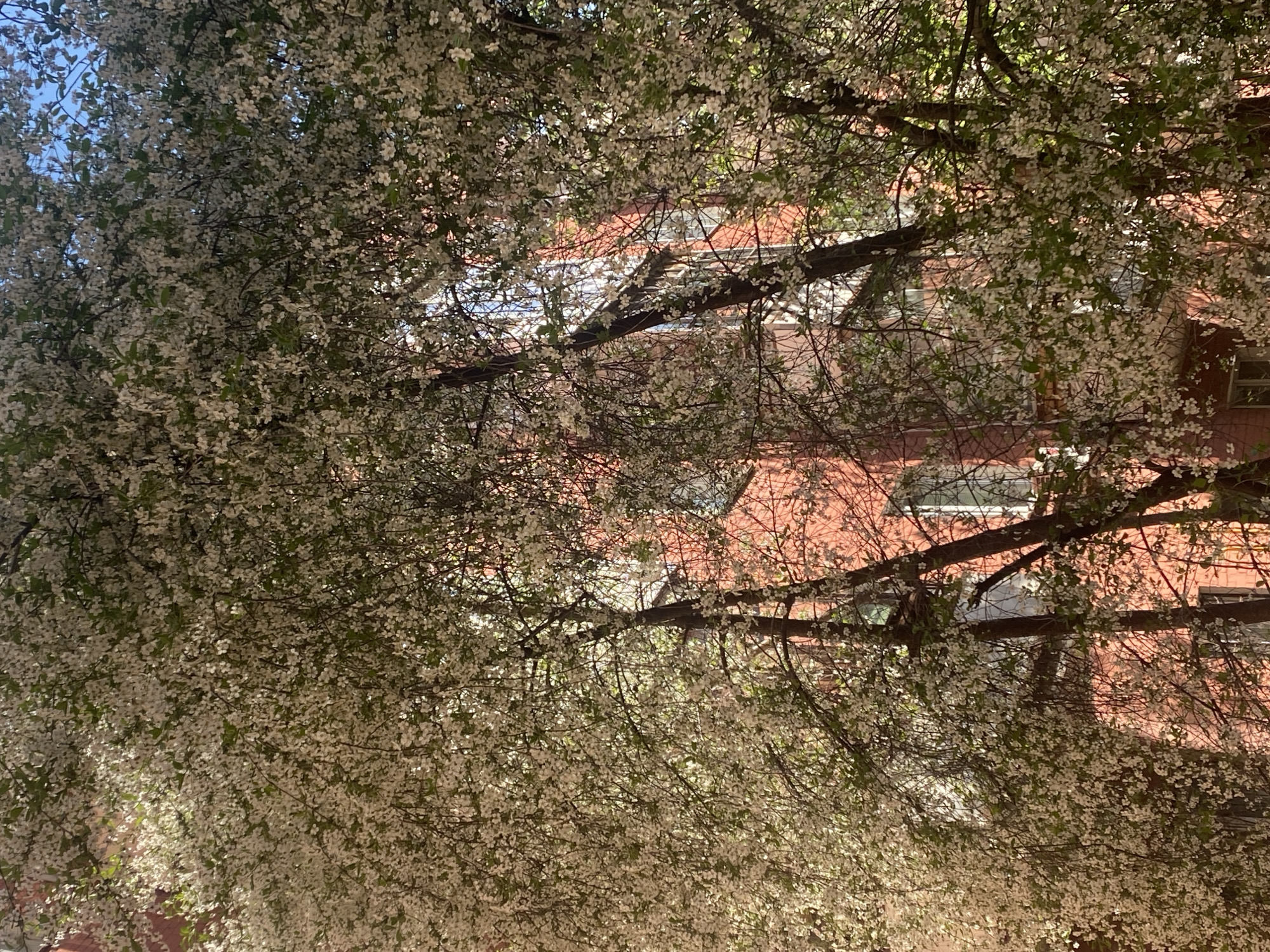 The image shows a view upward through a tree laden with white blossoms. Behind the tree is a brick building. Glimpses of the sky are visible through the leaves. The location is likely Moscow, Russia.