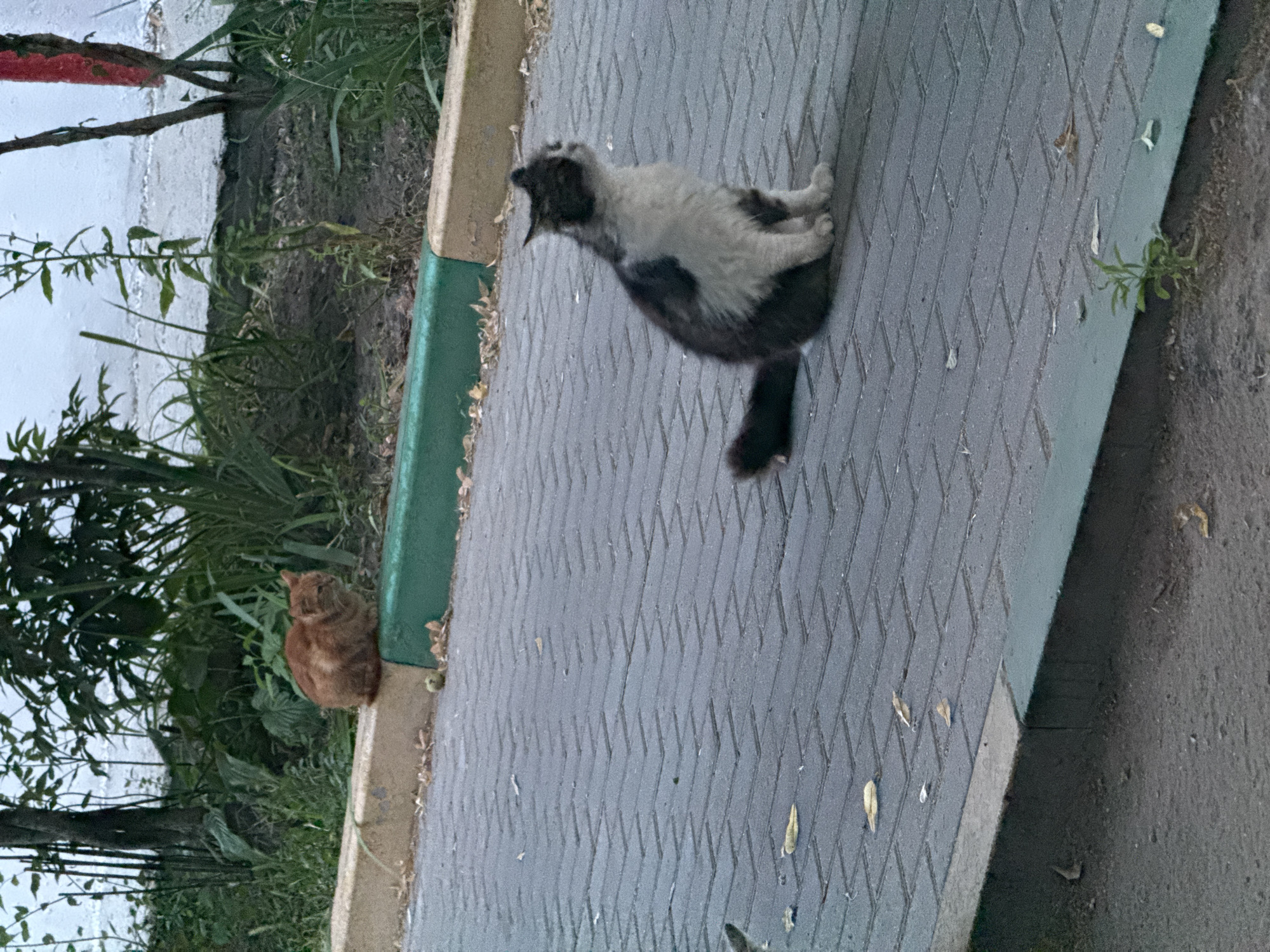 Two stray cats are present in the scene. One is a ginger-colored cat sitting on a low concrete border with green trim, surrounded by foliage. The other cat, a black and white feline, is sitting on a grey brick pathway, looking to its right. The pathway is bordered by the same concrete and green trim. The environment suggests an urban or suburban setting, with vegetation and a wall in the background, consistent with a location in Dubăsari, Moldova.