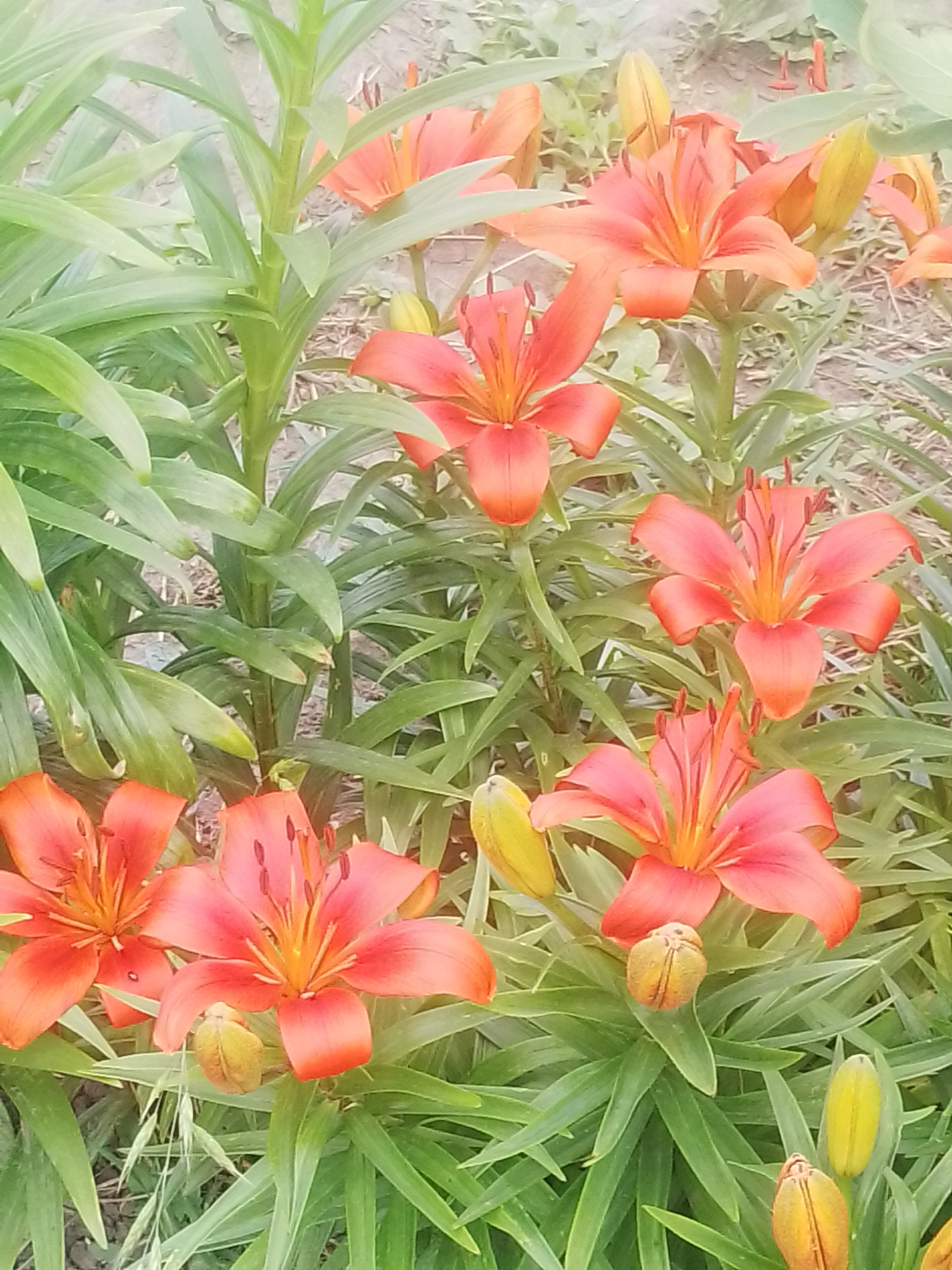 A photograph shows a close-up view of several bright orange lilies in full bloom, interspersed with green foliage and buds. The lilies are the primary subject, with their petals unfurled and stamens visible. The background consists of dried grass and soil, suggesting an outdoor setting. The image appears to be taken in a garden or natural environment. No people are present in the image. The location is identified as Ustyvytsia, Ukraine.