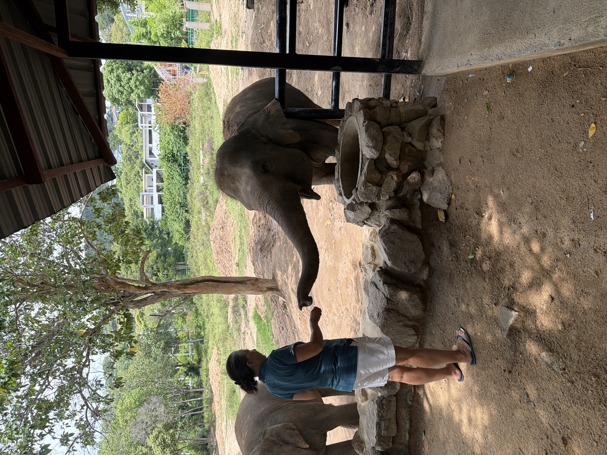 In the city of Ko Samui District, Thailand, a woman wearing a dark teal polo shirt and white shorts stands on a dirt ground. She is facing an elephant, with her left arm extended and her right hand holding a small object, possibly food, for the elephant. The elephant, with its trunk reaching out, appears to be interacting with the woman, possibly taking the object from her hand. Another elephant is partially visible behind the woman to the left. The background shows lush greenery, trees, and some buildings on a hillside. The scene is enclosed by a fence and a covered structure, suggesting an animal sanctuary or a similar enclosure.