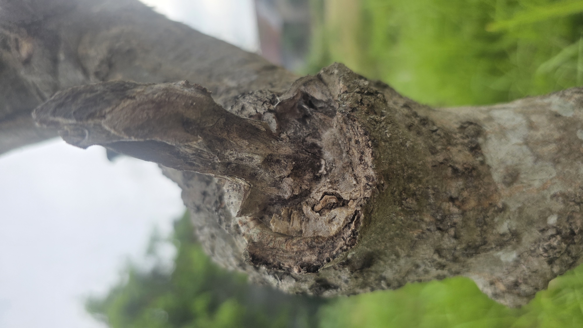 The image shows a close-up view of a tree branch, with a portion of the branch appearing to be cut or broken off. The exposed wood reveals the internal structure of the branch. The bark of the branch is textured and gray in color. Green foliage is visible in the background, along with what appears to be a blurred view of the sky. There is no other information available to confirm the location of the city of Lhokseumawe, Indonesia.