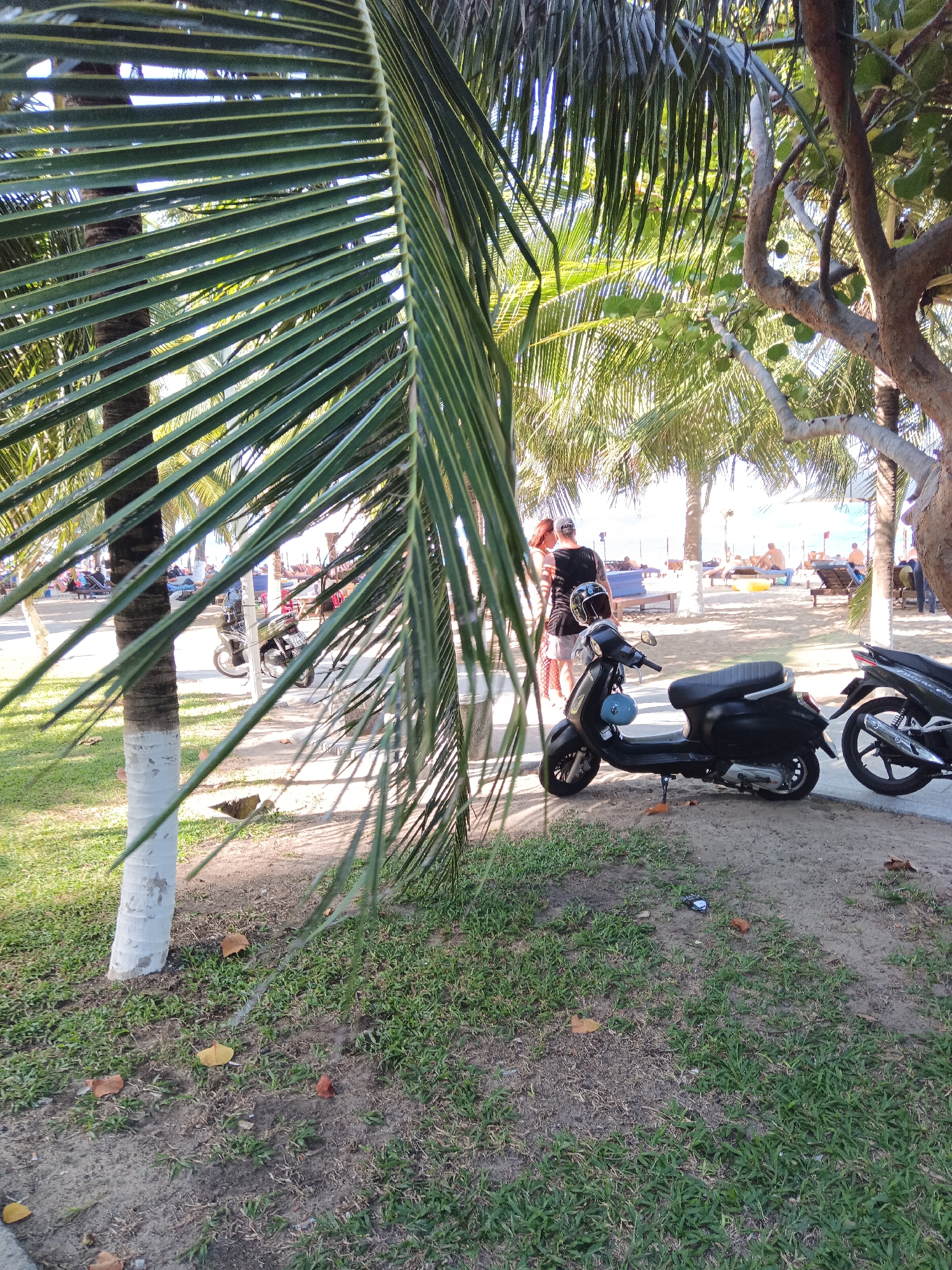 The image depicts a sunny outdoor scene, likely at a beachside location in Nha Trang, Vietnam, characterized by palm trees and a sandy area. In the foreground, a large palm frond partially obstructs the view. A white-painted palm tree trunk is visible to the left. A black scooter is parked prominently in the middle ground. Behind the scooter, two individuals, a man and a woman, are standing close together, appearing to be in conversation or posing for a photo. They are dressed casually. The background reveals a beach with lounge chairs and people relaxing. Another black scooter is partially visible on the right side of the image. The ground is a mix of sand and sparse grass, with a few fallen leaves. The overall atmosphere is relaxed and tropical.