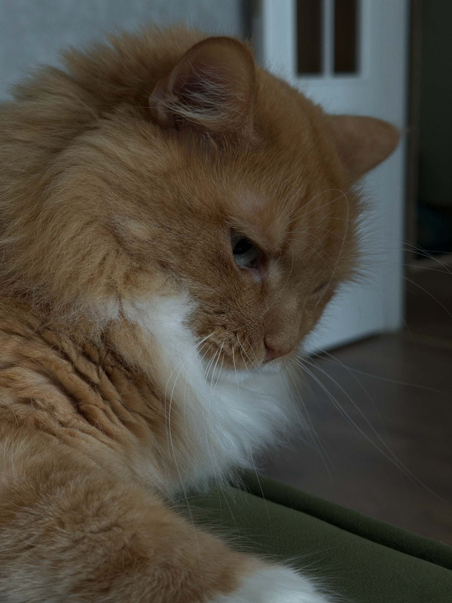 This is a close-up, vertical, medium shot of an orange and white long-haired cat. The cat is looking down and to the right, with its head turned sideways. Its fur is a mix of light orange and white, with a prominent white ruff around its neck. The cat has bright green eyes and long white whiskers. The background is blurred, with hints of a doorway and a wooden floor. The image appears to have been taken indoors, possibly in a home setting. There is no specific indication of the cat's location within the city of Hrodna, Belarus.