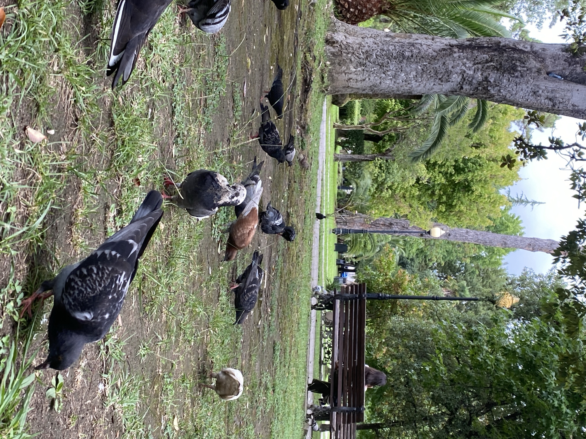 In Sokhumi, Abkhazia, a park scene unfolds with several pigeons pecking at the ground. A person sits on a wooden bench in the background, facing away from the camera, amidst lush green trees and foliage. A tall tree trunk stands prominently on the left side of the image, with palm fronds visible to its left. A lamppost with an ornate yellow fixture is positioned behind the bench, and another lamppost with a white fixture stands to the left of the prominent tree. The ground is a mix of dirt and sparse grass, with fallen leaves scattered about. The lighting suggests an overcast day.