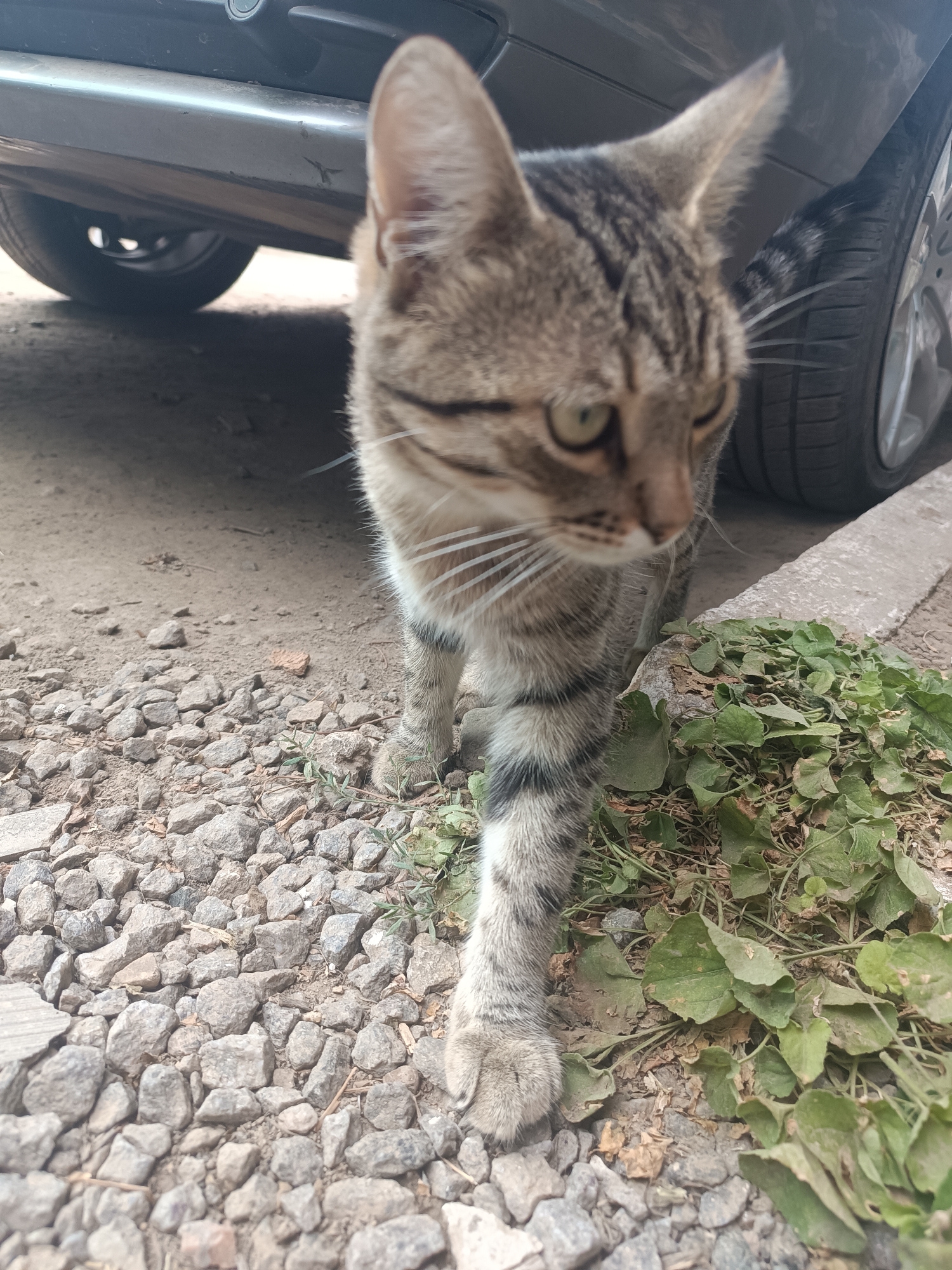 A tabby cat is walking on a gravel path next to a concrete curb with green vegetation growing on it. The cat is in the foreground, facing right, with its left paw extended forward. Part of a dark-colored car, including a tire, is visible in the background. The scene appears to be outdoors in a residential or urban area.