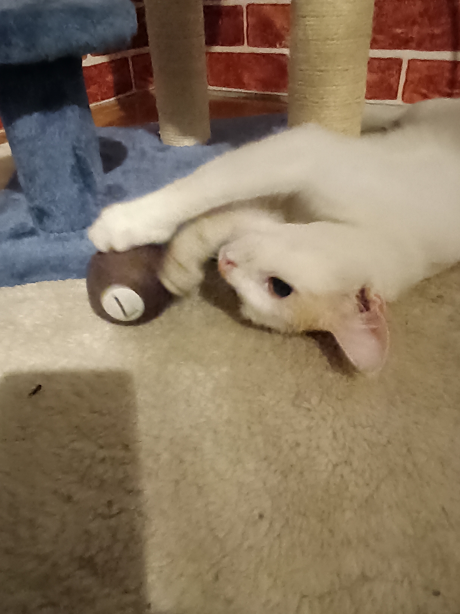 A white cat with orange markings on its face and ears is lying on a beige carpet, playing with a brown ball that has a white marking on it. The cat's paw is extended, touching the ball. In the background, a blue carpeted cat tree and a tan scratching post are visible, with a brick-patterned wall behind them. The image appears to be taken indoors, likely in a residential setting, and is not specific to Viadana, Italy.