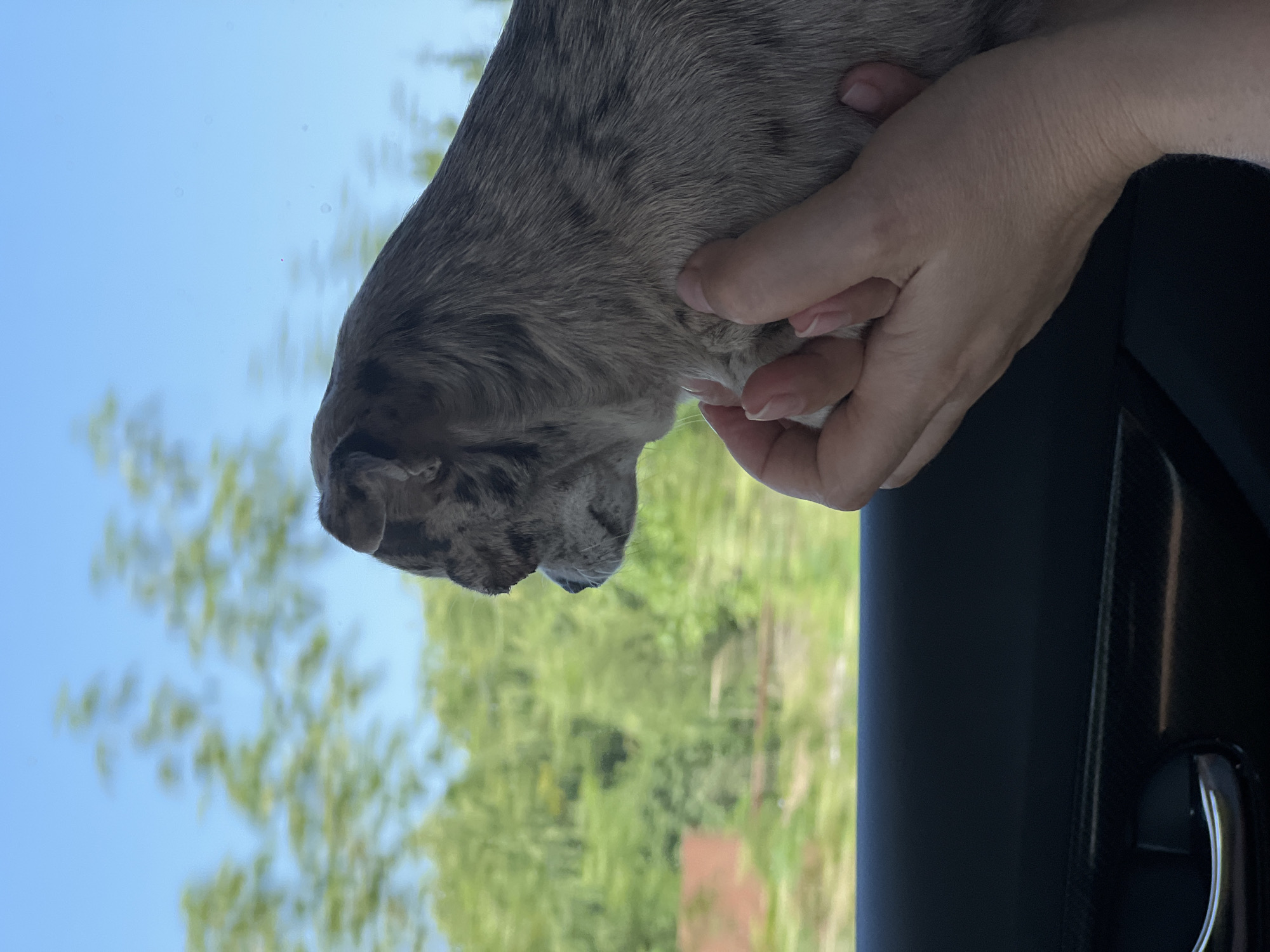 The image shows a close-up, side profile view of a small dog, possibly a Chihuahua or a similar breed, being held by a person's hands. The dog has a merle coat pattern with shades of gray and tan. Its head is turned to the left, and it appears to be looking out a window. The background outside the window is blurred, indicating movement, and shows green trees and a blue sky. The person's hands are visible supporting the dog, with well-maintained fingernails. The dog is inside a vehicle, as suggested by the dark car door and handle visible at the bottom of the frame. The scene appears to be captured during daylight hours. There is no specific indication of the city of Pustomyty, Ukraine in the image.