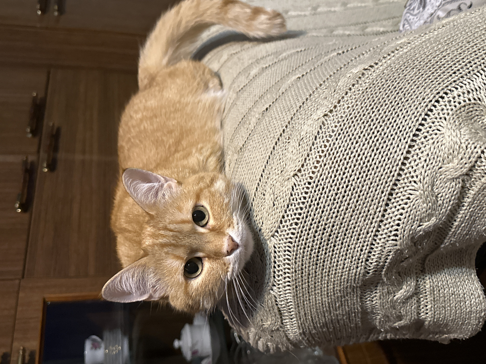 A photograph shows an orange tabby cat lounging on a light green knitted blanket. The cat is positioned in the upper left quadrant of the frame, with its head tilted towards the viewer. Its eyes are open and looking directly at the camera. The cat's tail is visible, curving upwards behind its body. The blanket is draped over an unseen object, creating a textured surface. The background features wooden cabinetry. The location is not specified in the image.