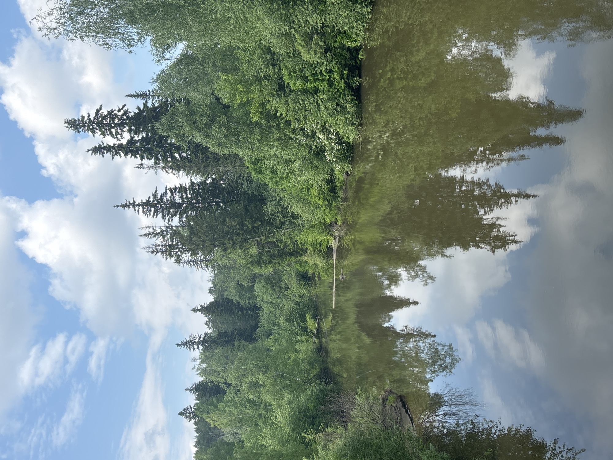 The image depicts a calm, dark-water river flowing through a densely forested area. The riverbanks are lined with a variety of trees, including tall, dark green conifers and lighter green deciduous trees. The foliage is lush and appears to be in full bloom, suggesting a springtime or summer setting. The water's surface acts as a mirror, reflecting the sky, clouds, and the surrounding trees with remarkable clarity.
In the upper portion of the image, a blue sky is visible, dotted with fluffy white clouds. The reflections in the water mirror these clouds and the treeline, creating a symmetrical and tranquil scene. A single fallen log is partially submerged in the river, adding a natural element to the landscape. The overall impression is one of a secluded, natural environment, likely within a park or a nature reserve, far from urban hustle and bustle. The specific location within Zheleznogorsk, Russia, is not identifiable from the visual information alone, but the scene suggests a natural landscape found in such regions.