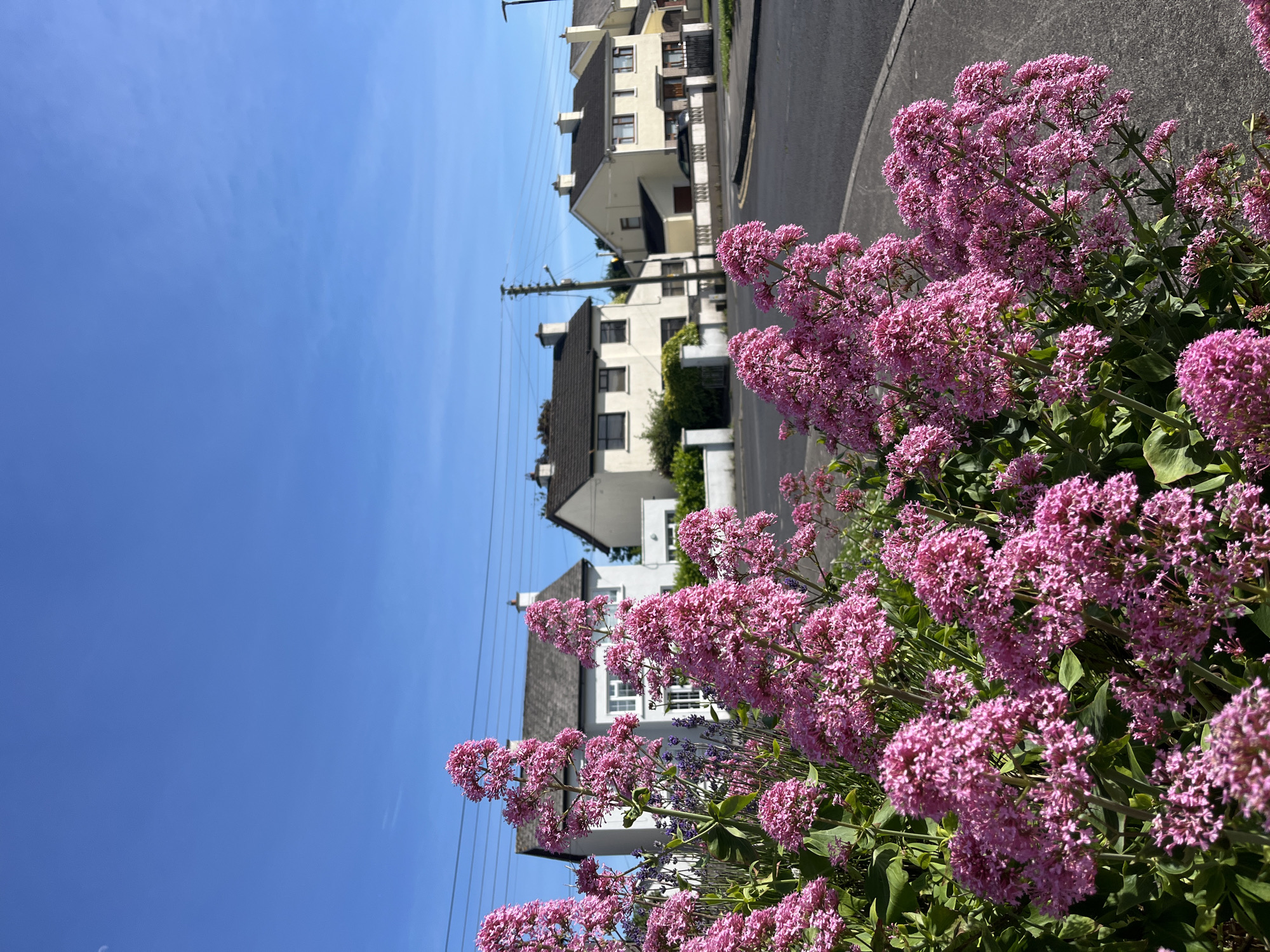 In the foreground of the image, a dense cluster of vibrant pink flowers, likely Centranthus ruber (Red Valerian), dominates the frame. Their small, clustered blossoms create a soft, textured mass, with some appearing in sharp focus while others are softened by the depth of field. Behind the flowers, a paved sidewalk is visible, leading to a road with clear lane markings.
In the midground, a row of residential houses lines the street. These are typical suburban homes, mostly painted white or cream with dark-tiled roofs. Some houses have visible chimneys, and windows are present on their facades. Greenery, including hedges and small trees, is interspersed between the houses and along the property lines. Power lines and utility poles are also visible against the bright blue sky.
The sky itself is a clear, cloudless blue, suggesting a sunny day. The presence of a crescent moon is faintly visible in the upper left quadrant of the sky. The overall impression is a quiet, residential street scene on a bright, pleasant day.
Based on the architectural style of the houses, the prevalence of hedging, and the commonality of this type of flower in garden settings, this scene is consistent with residential areas in Portlaoise, Ireland. It is a typical suburban streetscape, featuring manicured gardens and standard housing developments. No people are visible in the image.