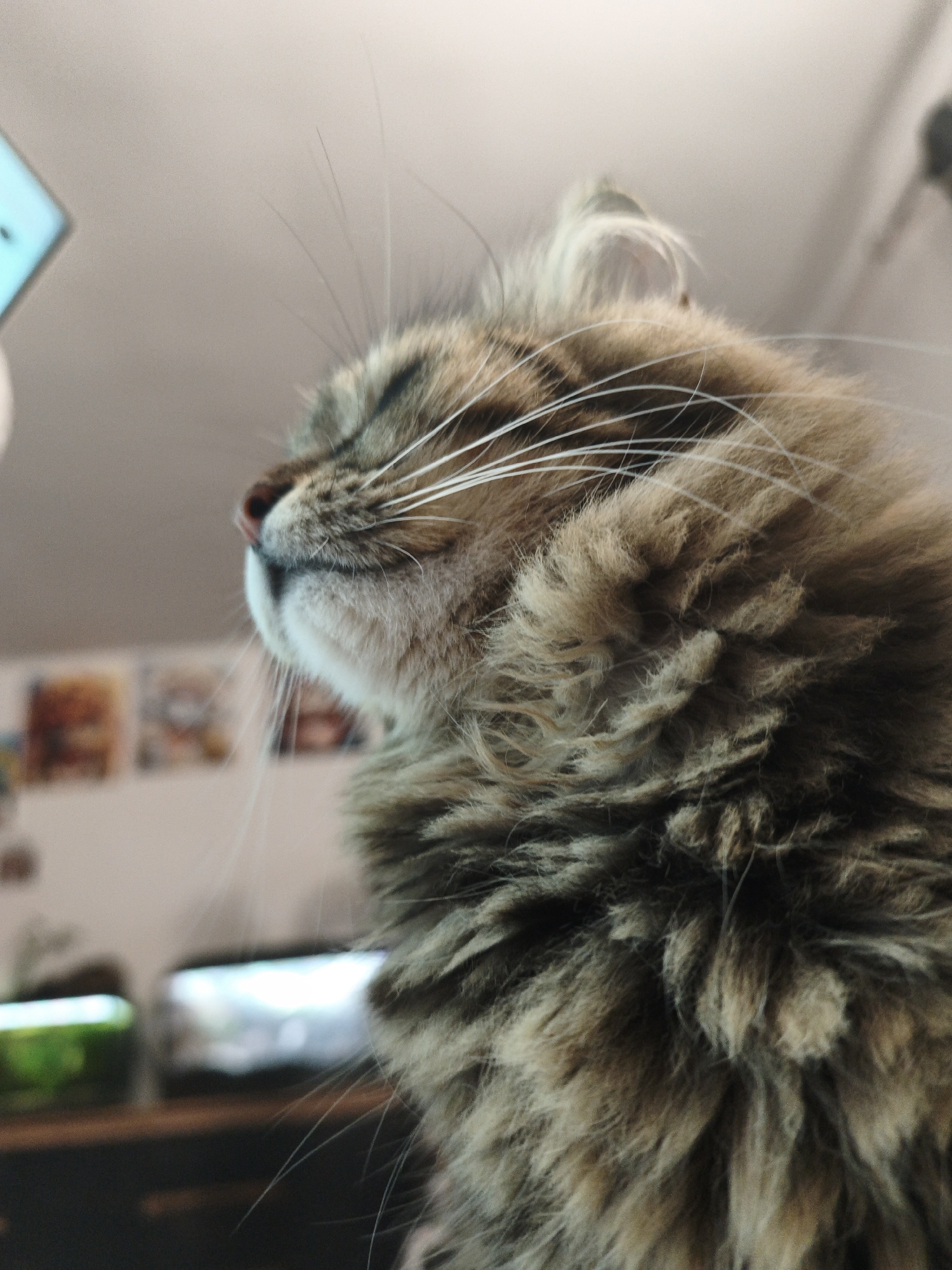 An extreme close-up, side-profile photograph captures a fluffy, long-haired tabby cat with its eyes closed, appearing to be relaxed or asleep. The cat's fur is a mix of brown and gray, with prominent white whiskers fanning out from its muzzle. The background is blurred, suggesting a shallow depth of field. In the far background, a blurry aquarium with green plants is visible to the left, and what appears to be a television or monitor screen is to the right. The lighting is soft and diffused, casting a gentle glow on the cat's face. The overall impression is one of peaceful domesticity.
