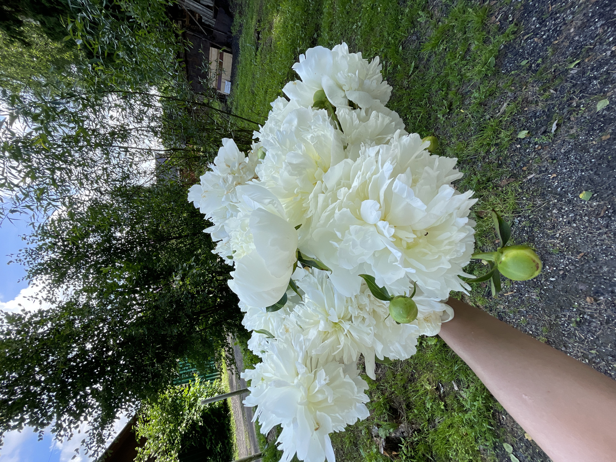 A bouquet of large white peonies is being held by a person's arm. The flowers are the primary subject, with their lush, layered petals filling much of the frame. They are a vibrant white, with some hints of yellow in the center of some blooms. A few green buds are also visible among the open flowers. The person's arm is tanned and appears to be lightly damp.
The setting is outdoors, with a backdrop of lush green grass and a dark, gravelly path. In the background, there are trees with dappled sunlight filtering through their leaves, and a glimpse of a rustic wooden structure with a corrugated metal roof. The overall impression is one of a natural, possibly rural environment. The lighting suggests it is daytime, likely sunny, though the light is somewhat diffused by the foliage. The mood is serene and appreciative of nature's beauty. There is no visible text in the image. The context provided suggests the location is Zarechny, Russia.