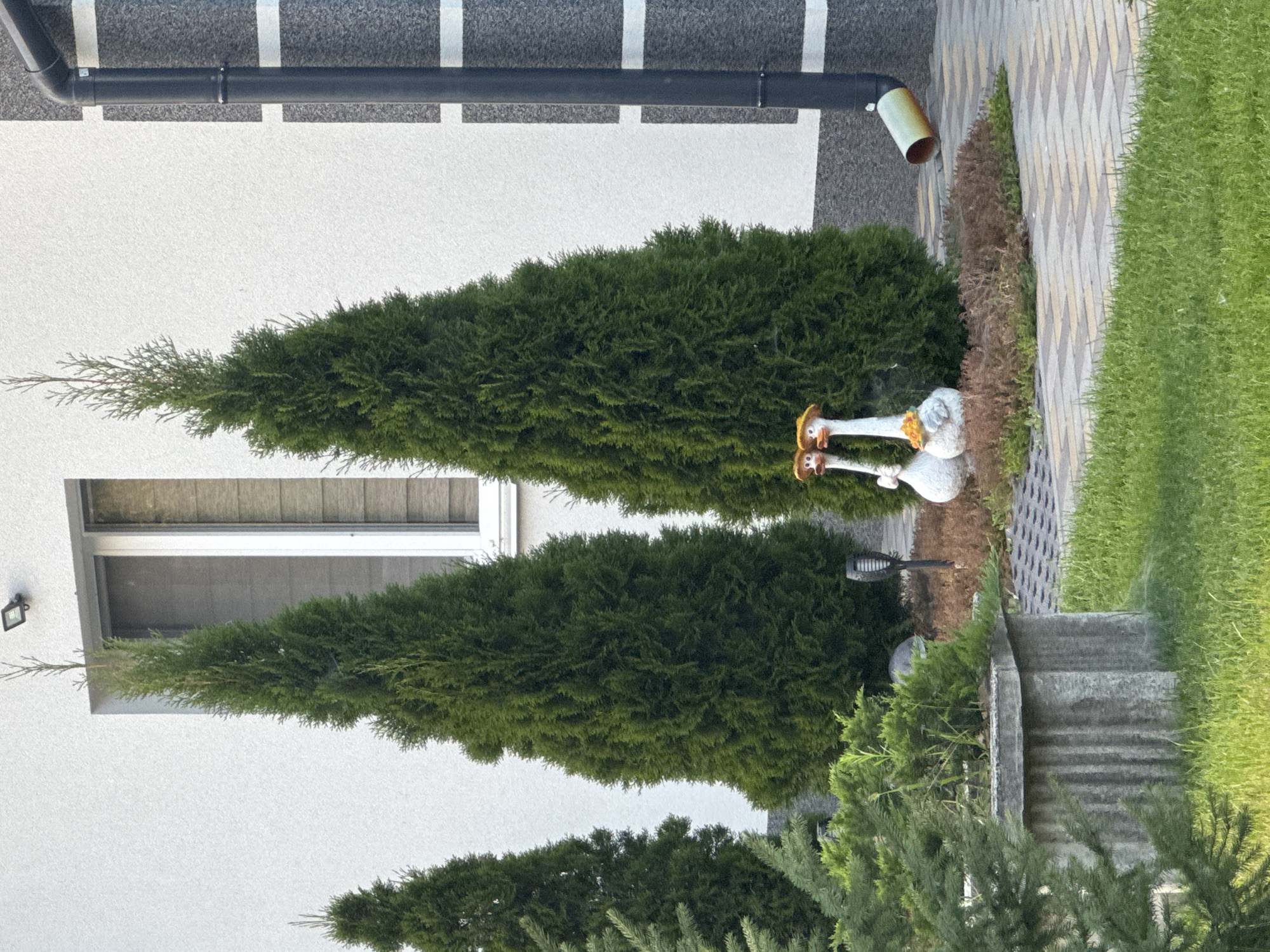 In Kremenchuk, Ukraine, an outdoor scene features a white building with a prominent window and a dark downspout. In front of the building, a manicured garden area is established with several evergreen trees, including two tall, conical cypress trees. Two decorative goose statues, one holding a bouquet of yellow flowers and the other with a yellow hat, stand between the cypress trees. In the foreground, a concrete planter filled with greenery and a section of green grass are visible, with a stone pathway leading through the garden. A small solar-powered garden light is also present. The overall impression is one of a well-maintained residential exterior.