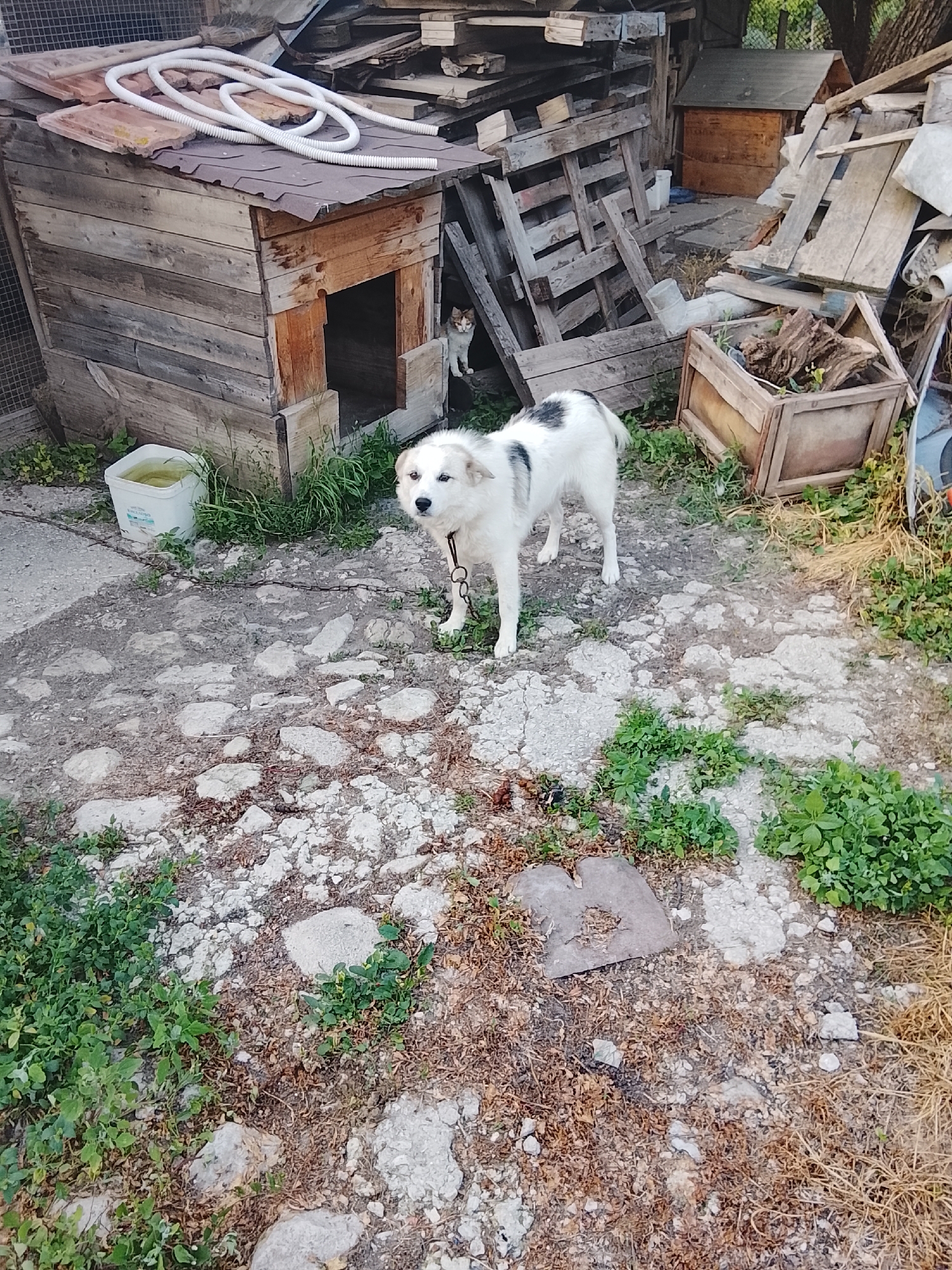 A medium shot captures a white and black speckled dog standing on a rocky, uneven ground. The dog is chained and wears a collar. Behind the dog, to the left, is a wooden dog house with an open entrance. In the background, there are piles of wooden planks, a wooden crate filled with debris, and a small wooden structure that resembles another dog house. A white bucket with some liquid is visible near the dog house. A cat with white and ginger markings is peeking out from the entrance of the dog house. The environment appears to be an outdoor, unkempt area, possibly a yard or a storage area, with some green vegetation growing among the rocks and debris. The overall impression is one of a rustic, somewhat neglected setting. The image is from Komarevo, Bulgaria.