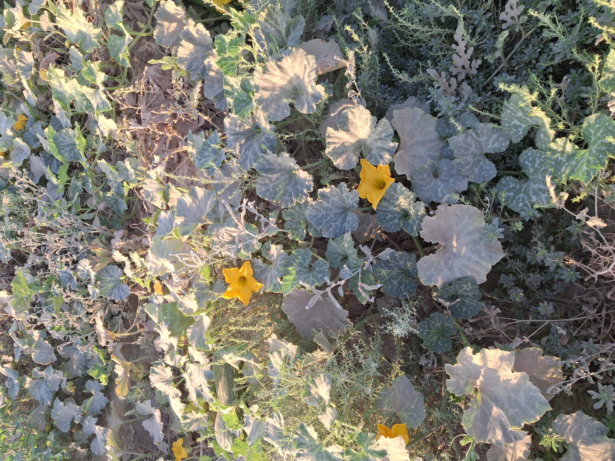 An outdoor, high-angle, full shot captures a dense patch of pumpkin plants growing in what appears to be a field or garden. The plants are characterized by their large, lobed, green leaves, some of which are tinged with gray dust. Several bright yellow pumpkin flowers are visible among the foliage, with two prominent ones in the foreground and midground. The ground beneath the plants is mostly soil with scattered dry vegetation. The lighting suggests it is daytime, possibly late afternoon or early morning, casting long shadows and highlighting the texture of the leaves. The scene is devoid of any human presence or activity.