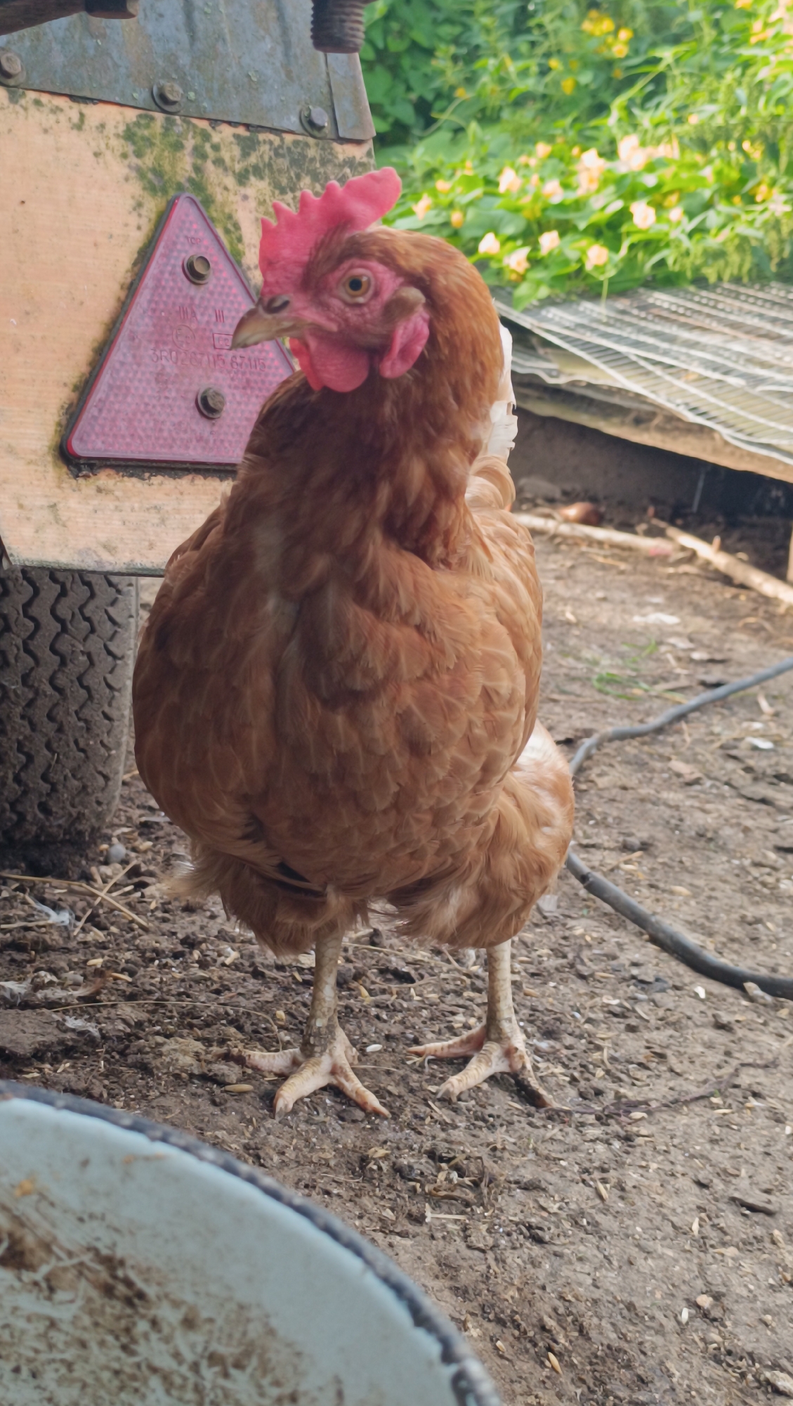A brown hen stands on dry dirt ground near a trailer. The hen is facing left with its head turned slightly towards the camera. It has a red comb and wattles, and its feathers are a warm brown color. Behind the hen, a large, dark gray tire is visible, attached to the trailer. The trailer itself has a faded orange surface and a red triangular reflector with some visible markings. In the background, there is green foliage and what appears to be part of a roof structure. The scene suggests an outdoor, possibly rural or farm-like setting. There is no indication of the city of Karsha, Russia, or any specific city in the image.