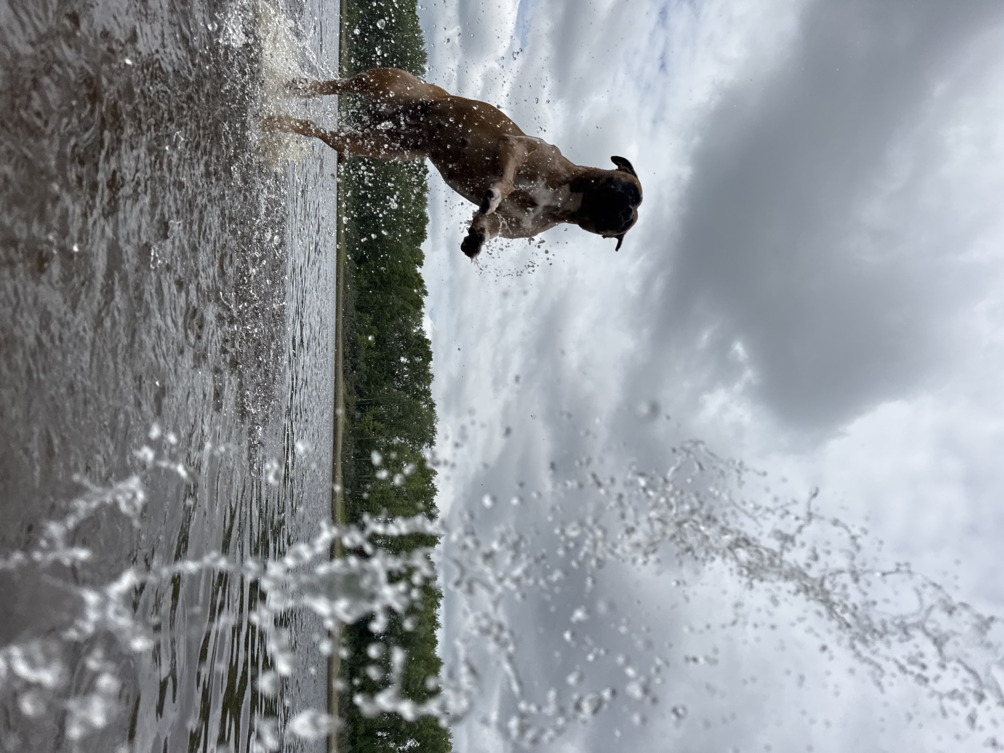 A brown boxer dog is captured mid-air, jumping out of a body of water, with a dark, overcast sky and a treeline in the background. The dog is facing left, with its front paws extended and hind legs tucked beneath it. Water splashes surround the dog, and a stream of water droplets is visible in the foreground, obscuring part of the sky and trees. The setting appears to be a natural body of water, possibly a river or lake, given the treeline. The location is identified as Chaikovsky, Russia.