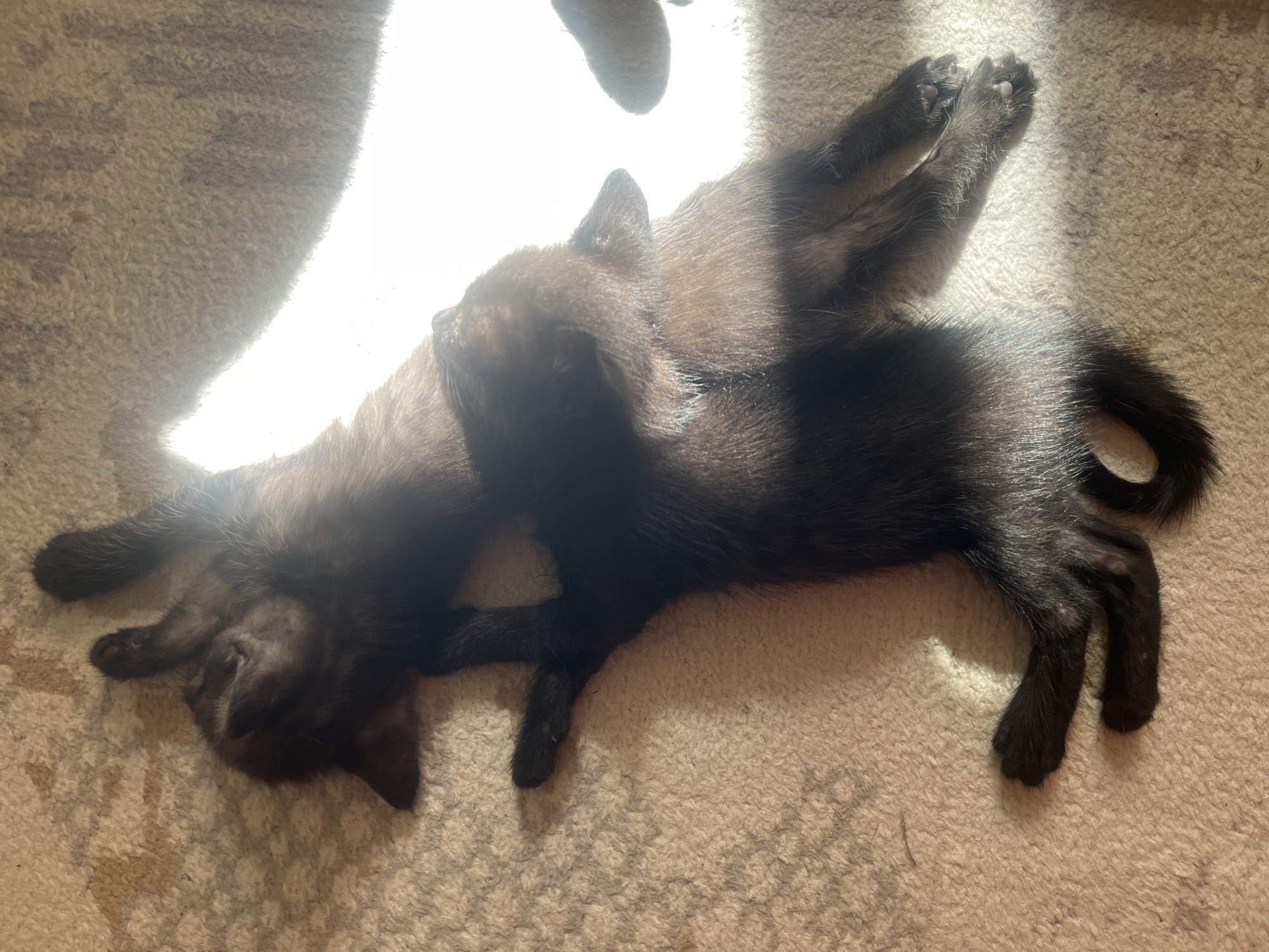 Two black kittens are lying on a light-colored carpet. One kitten is positioned on top of the other, and their bodies are intertwined. Sunlight streams in from the right, casting shadows and creating a bright glare on the right side of the image. The kittens appear to be sleeping or resting. The environment is indoors, as indicated by the carpet and the presence of artificial light or a window. The image does not provide any information about the city of Şïeli, Kazakhstan, or any specific location within it.