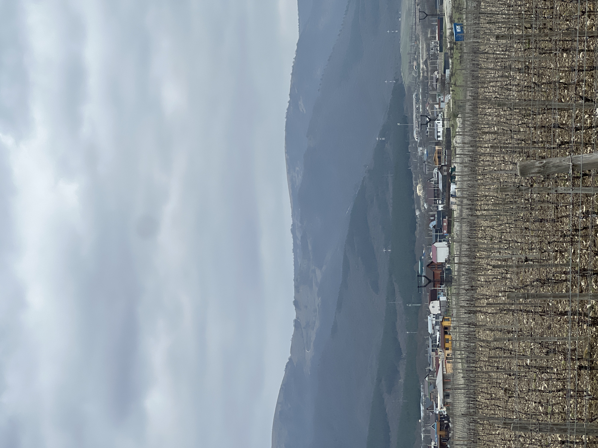 The image presents a panoramic view of Vinogradnoe, Russia, under an overcast, light grey sky. In the foreground, a dormant vineyard spans the lower half of the frame, characterized by numerous parallel rows of leafless, brown grapevines supported by wooden posts and horizontal wires. The soil between the vines is visibly brown and bare. The midground features a settlement composed of various detached houses, displaying diverse roof colors including red, white, brown, and grey. A distinct yellow-painted house is visible among these structures. To the right of the settlement, a blue rectangular container or structure bears Cyrillic text, specifically "ВОСТОК" (Vostok). Utility poles and associated wiring are present within and around the settlement area. The background is dominated by a series of rolling, dark grey-blue mountains, with lower slopes exhibiting visible evergreen tree lines. A faint, winding dirt path or road is discernible on one of the distant hillsides. No individuals or active subjects are present in the scene.