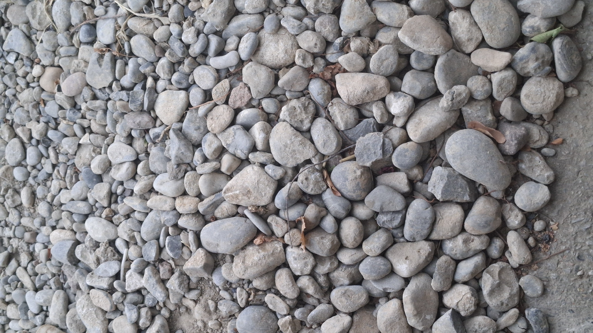The image is a close-up, overhead view of a ground surface covered with numerous smooth, rounded stones and pebbles of varying sizes and shades of gray, white, and brown. Some smaller debris, like dry leaves and twigs, is interspersed among the stones. The texture of the stones ranges from matte to slightly glossy. The ground appears to be a natural outdoor environment, possibly a riverbed or pathway. No people or animals are visible in the image. The scene depicts a static, textural study of a rocky surface.