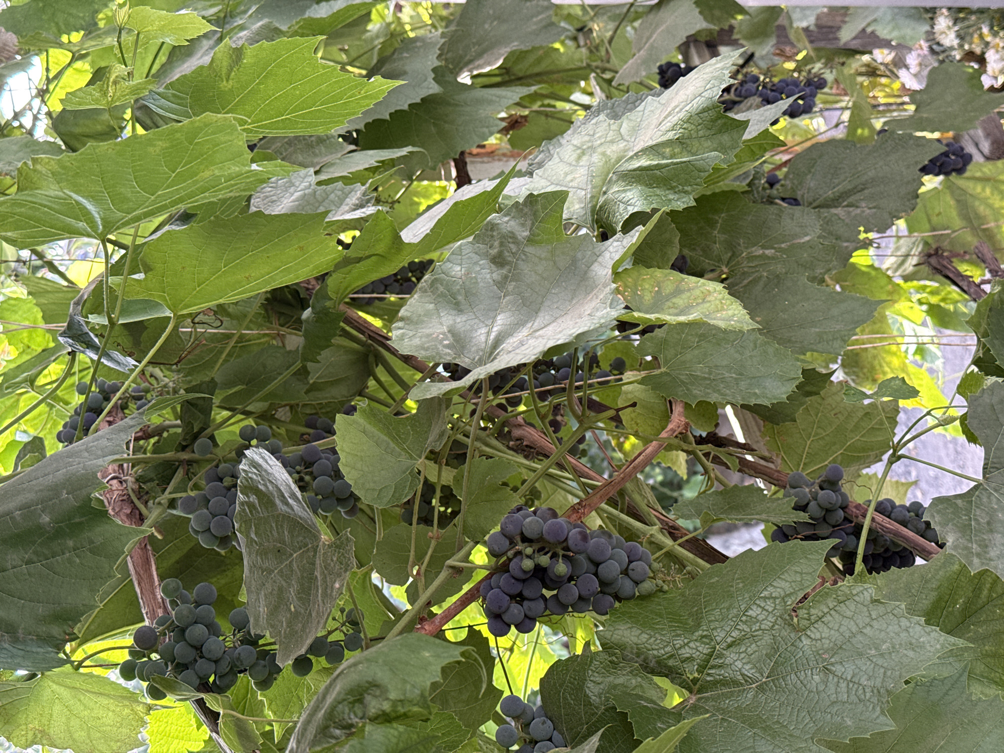 The image depicts a close-up view of a grape vine heavily laden with dark purple grapes. The grapes are clustered together on stems, with many individual grapes visible in each cluster. The leaves of the vine are large, green, and veined, creating a dense canopy. Some leaves are partially obscuring the grapes, while others are more exposed. The lighting suggests it is daytime, with sunlight filtering through the leaves, creating highlights and shadows. The background is blurred, but appears to be an outdoor environment with hints of other foliage and possibly a structure. There are no people or animals visible in the image. The overall scene is one of natural growth and abundance. This image could be located in Sol-Iletsk, Russia, where vineyards might be present.