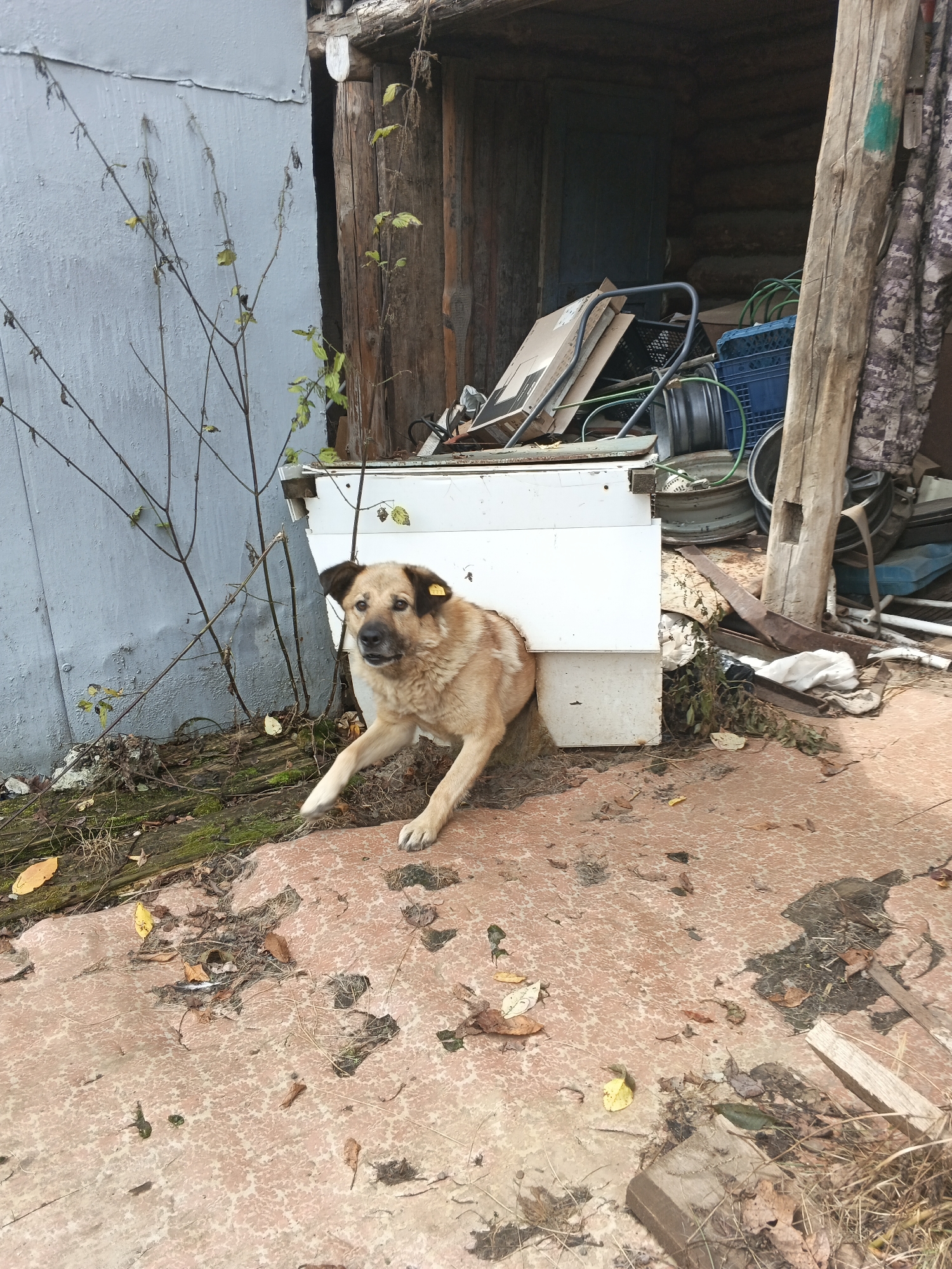 A light brown dog with dark markings on its ears and a yellow tag in its right ear is looking out from an opening in a white structure. The dog is positioned in the foreground, with its front paws extended. The structure appears to be a makeshift shelter, possibly a doghouse, made of white material. Behind the dog and the shelter, there is a cluttered area containing various objects, including blue plastic crates, metal rims, cardboard boxes, and fabric. The scene is set outdoors, with a rough, reddish-brown ground surface covered in fallen leaves and debris. A grey, corrugated metal wall is visible to the left, and wooden structures and a rough wooden post are present to the right and behind the shelter. The environment suggests an unkempt yard or storage area, possibly in an urban or rural setting in Medvedyovka, Russia.