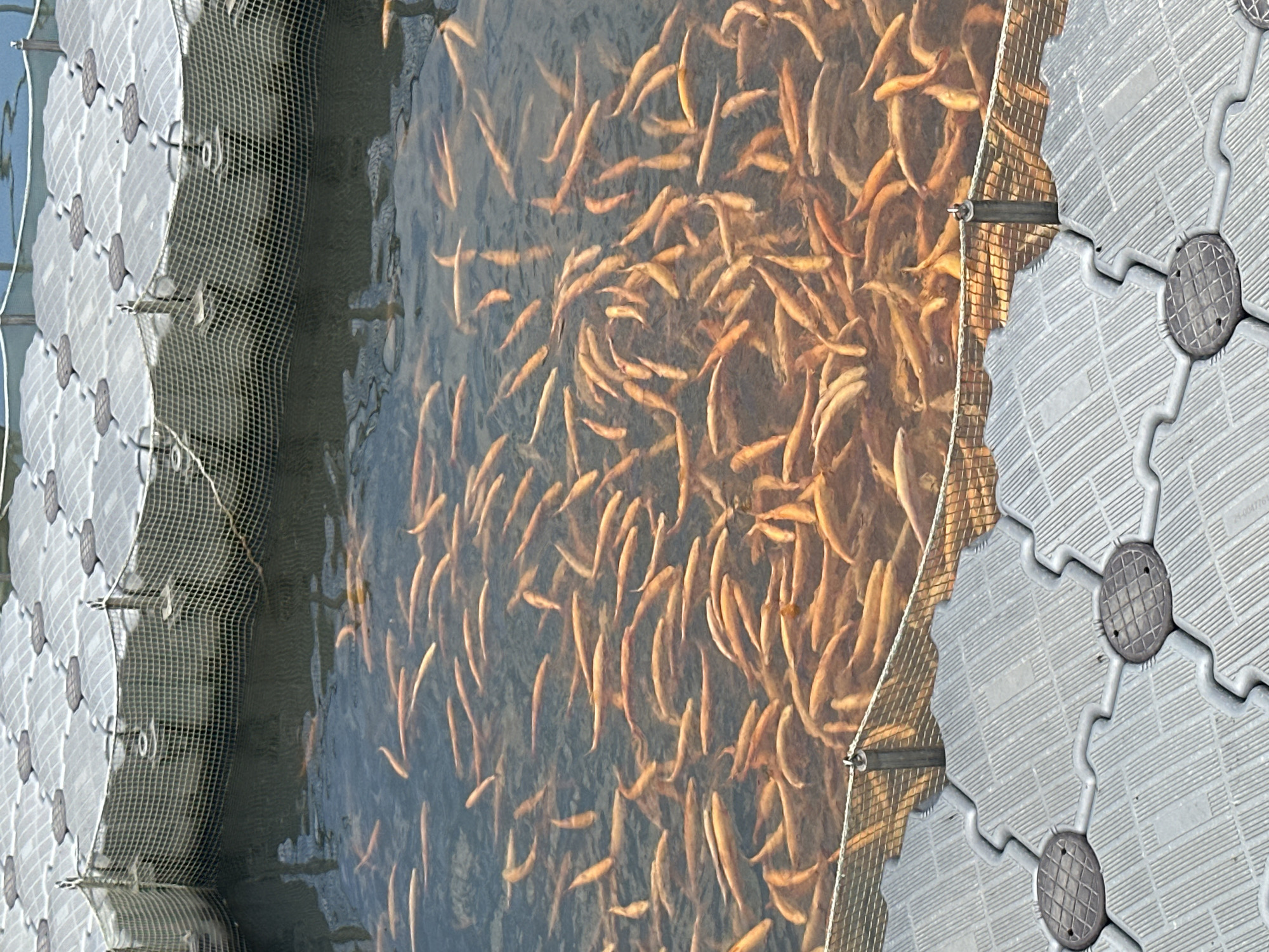 This image captures an overhead view of a fish farm located in Miatli, Russia, showcasing a dense school of light-colored fish, likely a type of trout or salmon, swimming in an aquatic enclosure.
The main subjects are the numerous fish, which appear golden, pale orange, or brownish, characterized by their elongated bodies. They are tightly packed together and actively swimming in relatively clear water, which reflects sunlight, suggesting it's daytime with bright conditions.
The fish are contained within a netted enclosure. A fine-mesh net is visible on the left side of the frame, separating the fish from deeper, darker water. Another section of net is partially visible on the right, connecting to a floating platform.
Surrounding the fish enclosure are grey, modular floating platforms. These platforms interlock and feature a textured surface with parallel lines and circular, grate-like inserts. They appear to serve as structural support for the enclosure or a walkway. One of these platforms, in the bottom right corner, has faintly visible text: "25-0047761".
The scene depicts a typical aquaculture setting, highlighting the dense population of farmed fish within their managed environment. No people are visible in the frame. The overall impression is one of organized aquatic cultivation.