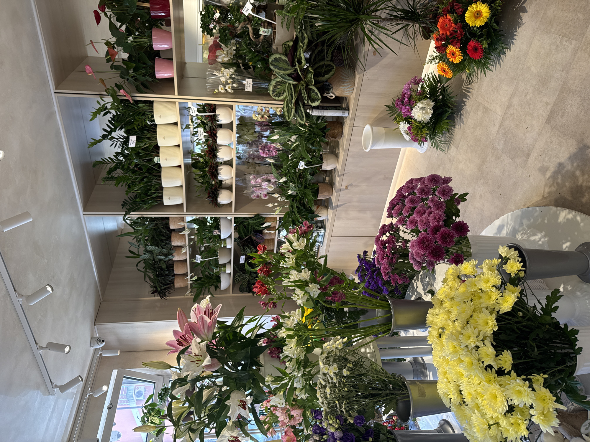 The image captures the interior of a flower shop, possibly in Budva, Montenegro. Shelves filled with potted plants of various types, including Anthuriums with pink and red flowers, Zamioculcas with glossy green leaves, and other leafy green plants, line the left side. Bunches of cut flowers in buckets are arranged in the foreground, including lilies, Chrysanthemums in yellow and purple, and other mixed arrangements in white and purple. The floor is light-colored tile. Lighting fixtures are visible on the ceiling, and a window offers a glimpse of buildings outside. The overall impression is of a well-stocked and bright retail space.