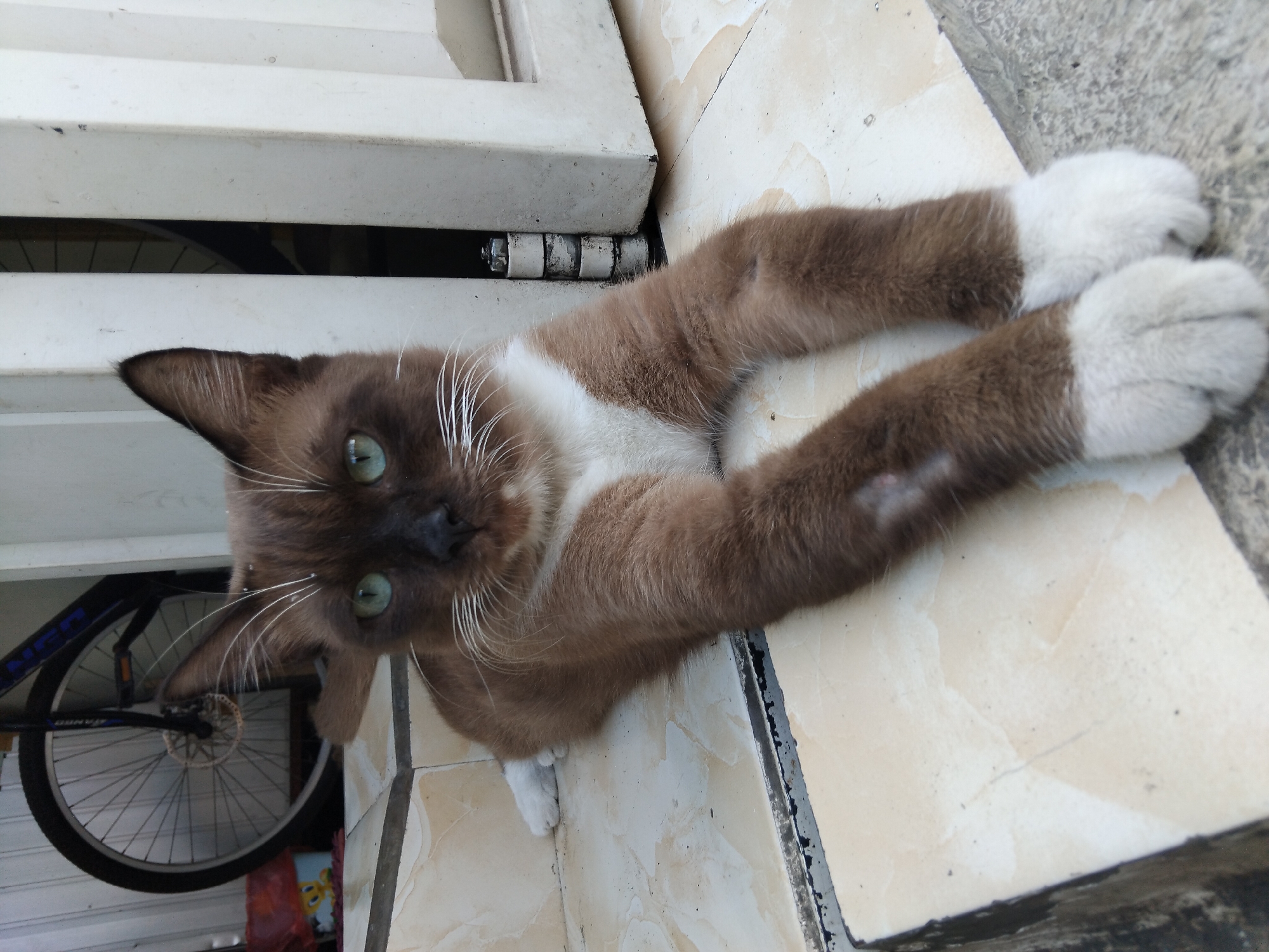 A brown and white cat with striking green eyes is lying on a tiled surface in front of a white door. The cat is positioned in the foreground, facing the camera. Its body is stretched out, with its front paws crossed. The tiled floor appears to be made of light-colored square tiles. In the background, a bicycle wheel is visible, and a portion of what appears to be a building's exterior wall is also present. The overall scene suggests an outdoor or semi-outdoor setting, possibly a porch or entryway in a residential area. The location is specified as Kepuh Kiriman, Indonesia.