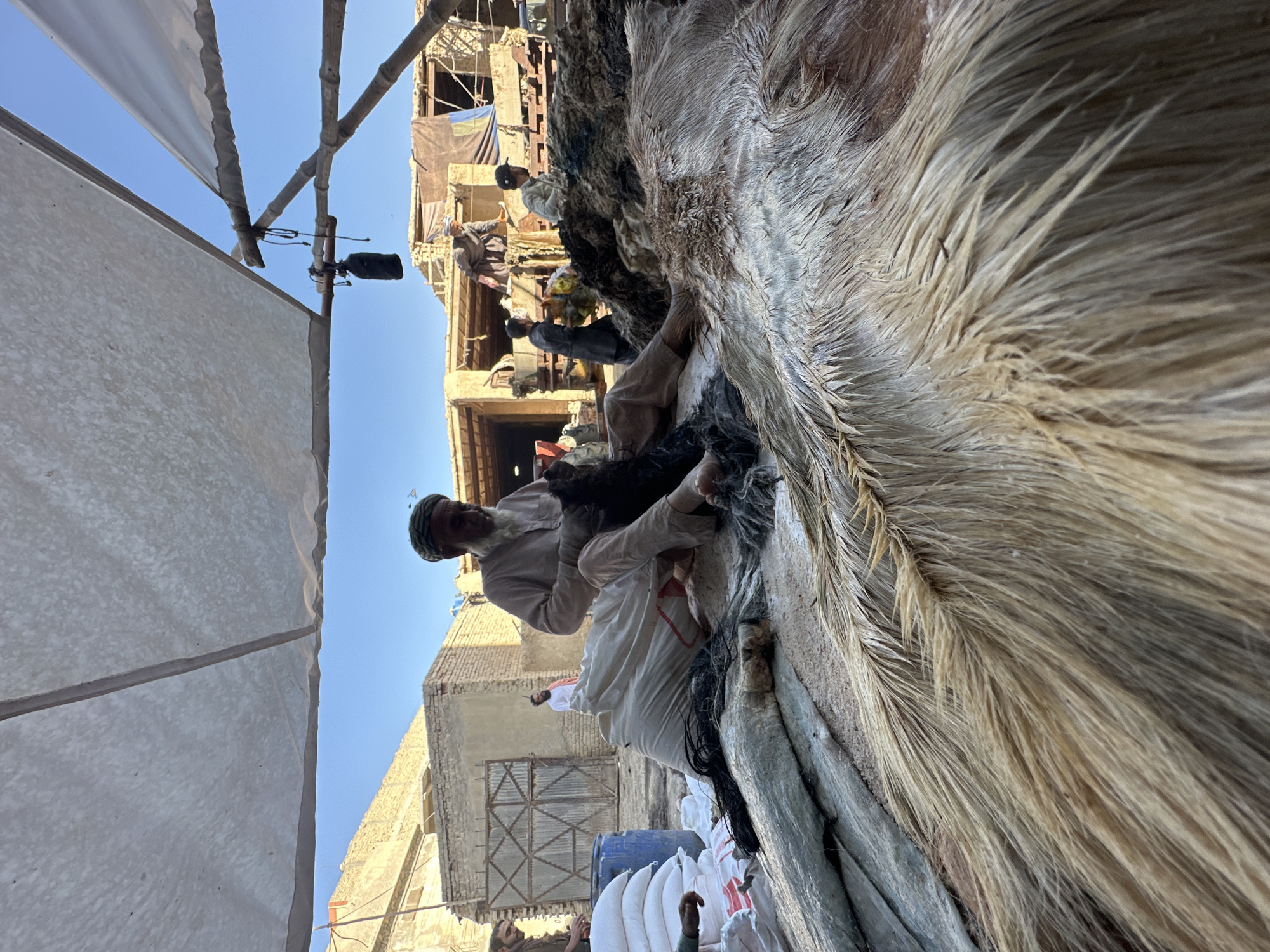 A man in a white shirt and tan pants sits with crossed legs in an outdoor market in Quetta City Tehsil, Pakistan. He wears a green hat, and a white beard is visible. He is holding a black object. Around him are white sacks, a blue plastic barrel, and a gray, rough material. In the background are buildings, including one with a blue and yellow flag. Overhead, there is a white covering supported by wooden beams. The image is taken from a low angle, looking up at the man. A large, coarse-haired animal hide fills the right side of the frame.