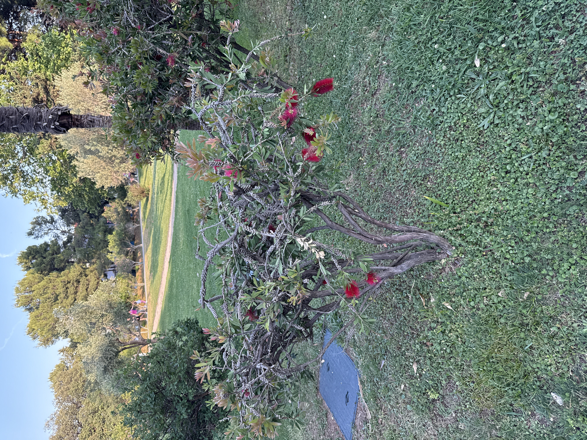 The image shows a view of a park area in Budva, Montenegro. A small, twisted tree with red bottlebrush-like flowers dominates the foreground. The tree sits on a patch of grass interspersed with clover and other small plants. A dark, rectangular object is situated next to the tree's base. In the background, a path cuts through a grassy area. Trees of varying heights and types line the edge of the grassy area. A group of people is visible on the path in the background. The sky is pale blue. The light suggests it is late afternoon or early evening.