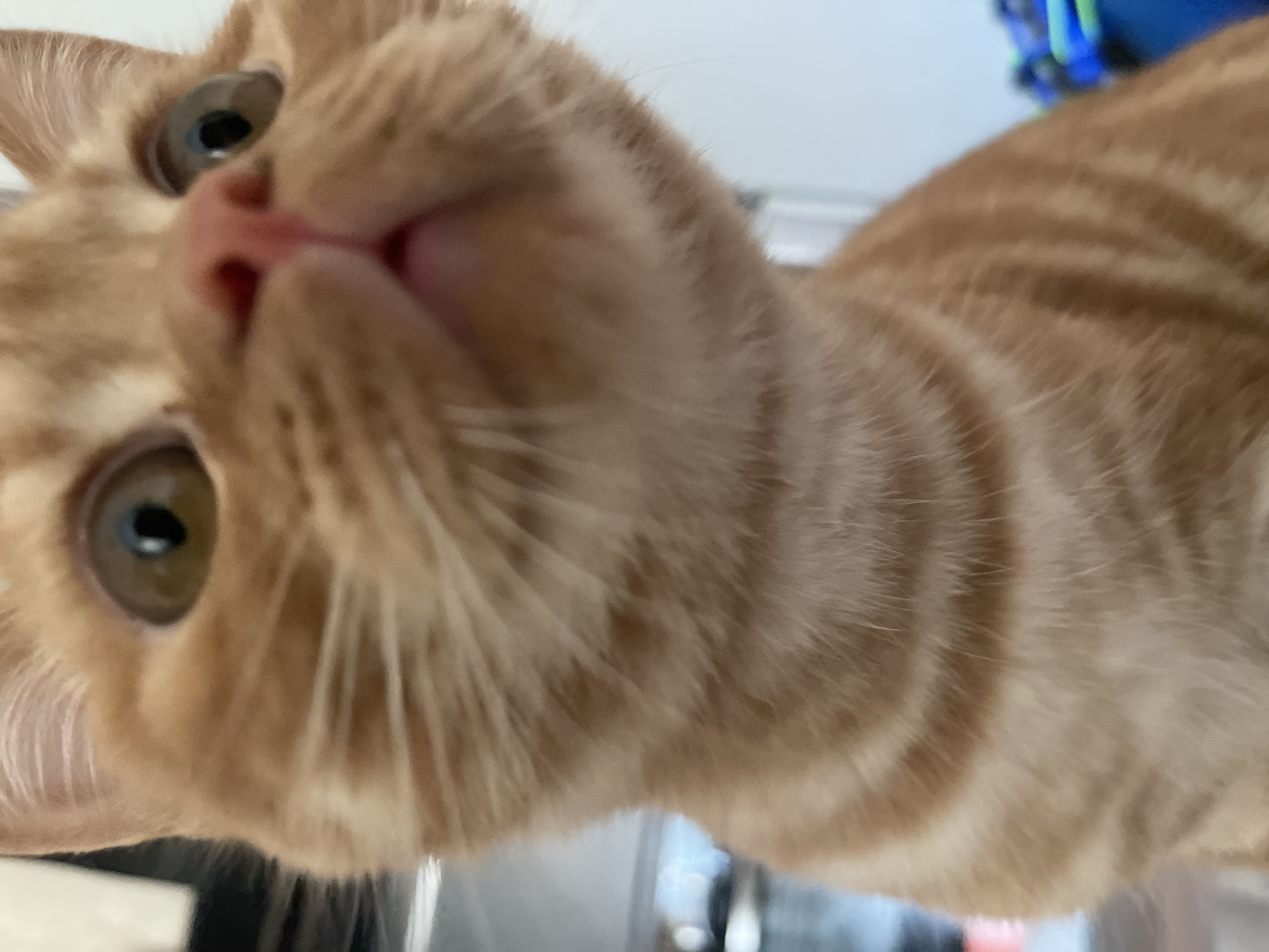 A close-up, low-angle shot captures an orange tabby cat's face, filling most of the frame. The cat's fur exhibits characteristic stripes of light and dark orange. Its eyes, wide and alert, are a greenish-brown. The cat's nose is pink, and its mouth is slightly open, revealing a glimpse of its tongue. The background is blurred and indistinct, with hints of a bright, light-colored wall and possibly other objects. The image is shot in the city of Kommunarka, Russia.