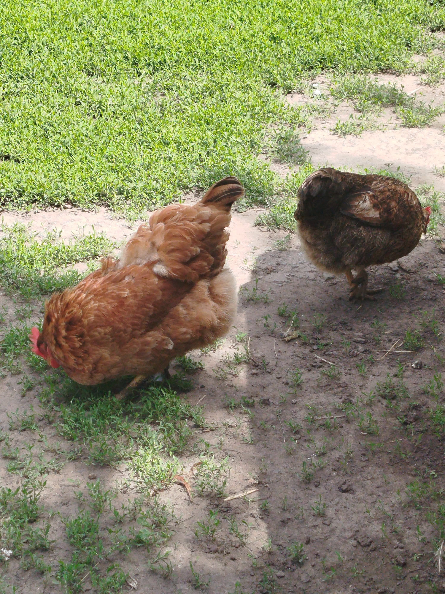 In a rural outdoor setting in the village of Ustyvytsia, Ukraine, two chickens are visible on a patch of dry, sandy ground interspersed with sparse green grass. The chicken in the foreground is a reddish-brown hen, with its head lowered as if pecking at the ground. It is positioned on the left side of the frame, facing towards the left. Behind it and to the right, another chicken, appearing darker brown with some lighter brown and white speckling, stands with its back mostly to the viewer. This second chicken is facing towards the right. The ground is uneven and textured, with some shadows cast from an unseen light source, possibly foliage. In the background, to the left of the chickens, is an area of dense, bright green grass.