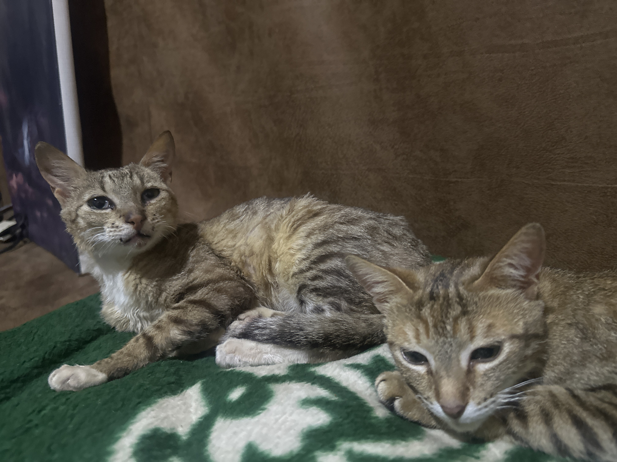 Two domestic cats are lying down on a green blanket with a white pattern. The cat on the left is looking towards the camera with its head slightly raised. It has tabby markings and a white chest and chin. The cat on the right is lying with its head resting on its paws, facing the camera with its eyes partially closed. It also has tabby markings. The background is a brown, textured surface, possibly a wall or upholstery. The lighting appears to be indoor, with no distinct shadows to indicate a specific time of day. The scene appears to be in a domestic setting. There is no visible text in the image.