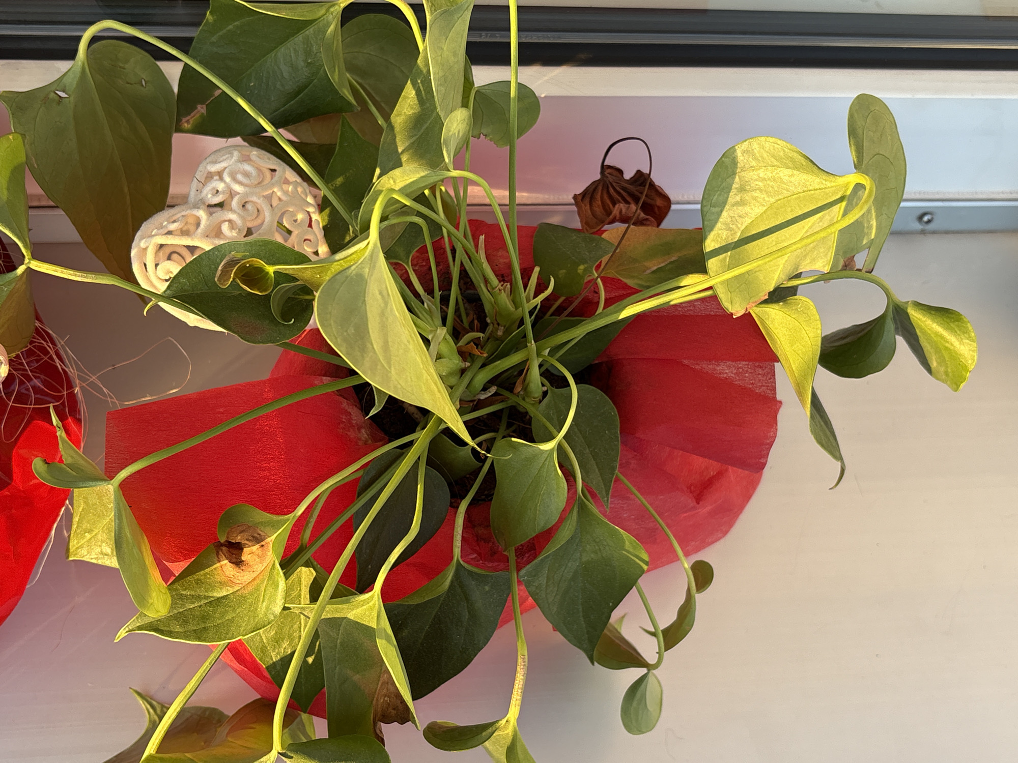 This image captures a close-up, overhead view of an anthurium plant in a bright red pot. The plant has vibrant green leaves, some of which are catching the sunlight, giving them a yellow-green hue. Several leaves appear to be slightly curled or bent. Nestled among the leaves, towards the left of the frame, is a decorative white heart-shaped ornament with intricate scrollwork. In the background, a dried, brown, curled leaf is visible, and to the left, a portion of another red decorative item can be seen. The plant and its pot are positioned on a light-colored surface, possibly a windowsill, with a dark horizontal line visible at the top edge of the frame, suggestive of a window frame or ledge. The lighting indicates a sunny day, with the sun casting strong shadows and highlighting the plant's foliage. The scene appears to be an indoor setting, likely in Osterode am Harz, Germany, given the provided location context. There are no people visible in the image, and the focus is solely on the plant and its immediate surroundings.
